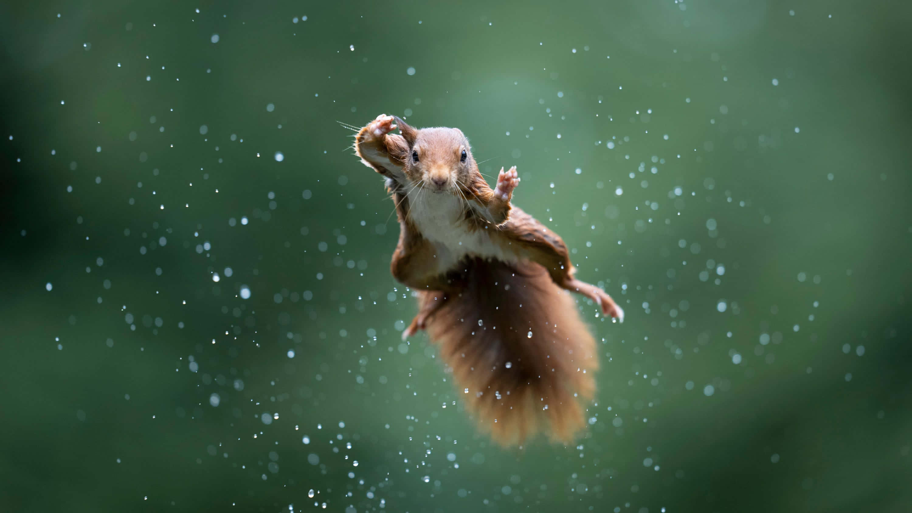 Squirrel 桌布 壁紙 — 一隻紅松鼠在半空中跳躍，背景是模糊的綠色，周圍有凍結在運動中的水滴。
