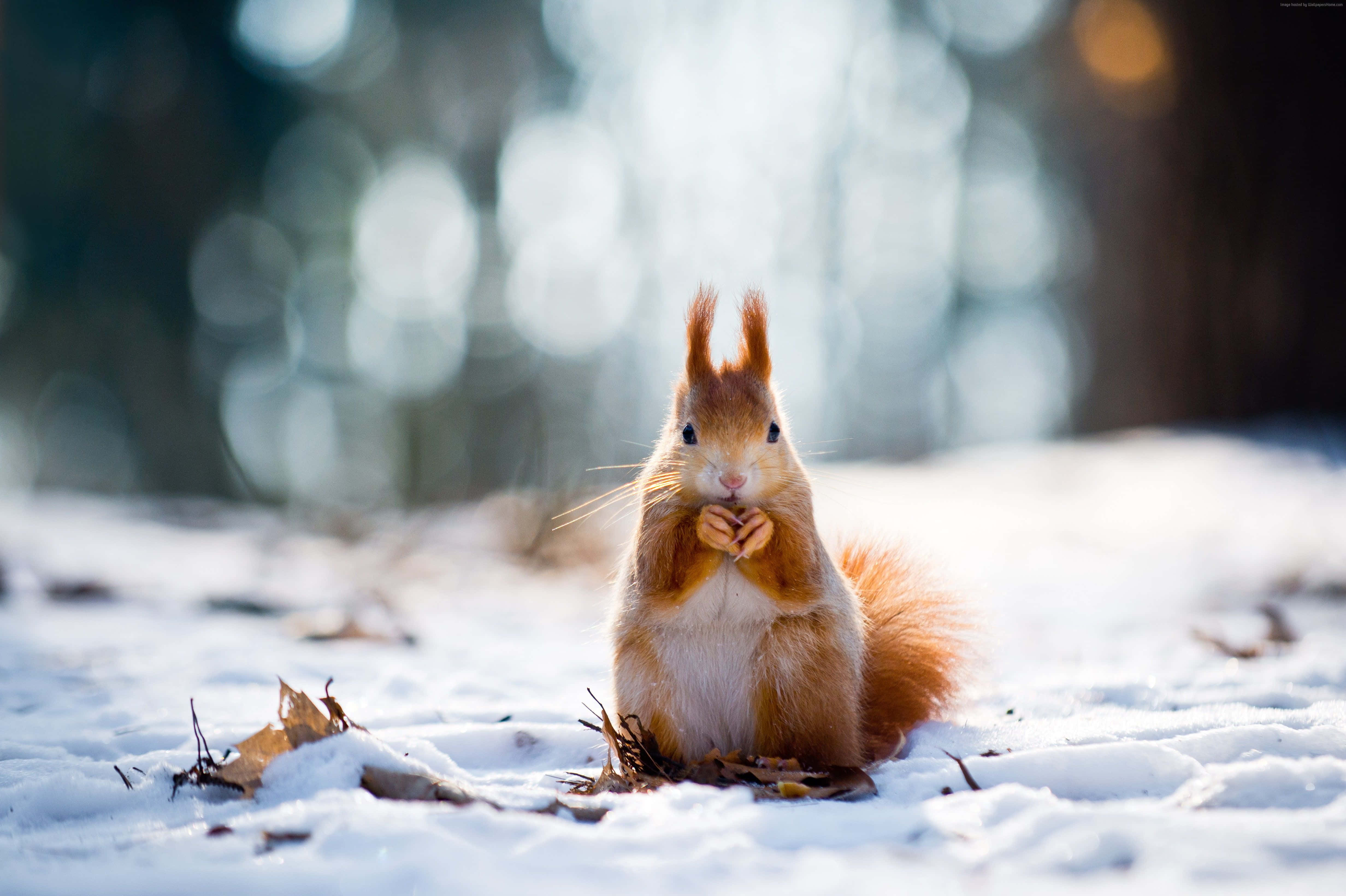 Really Cute Animal 桌布 壁紙 — 一隻紅松鼠在雪中直立坐著，明亮的眼睛裡叼著一顆堅果，背景是模糊的森林。