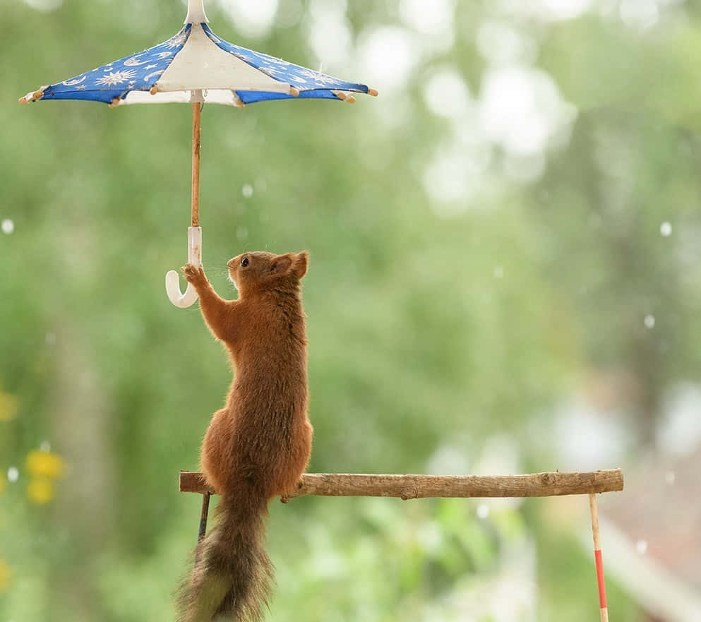 下雨 桌布 壁紙 — 一隻紅松鼠直立在樹枝上，拿著一把藍白圖案的小傘擋雨。