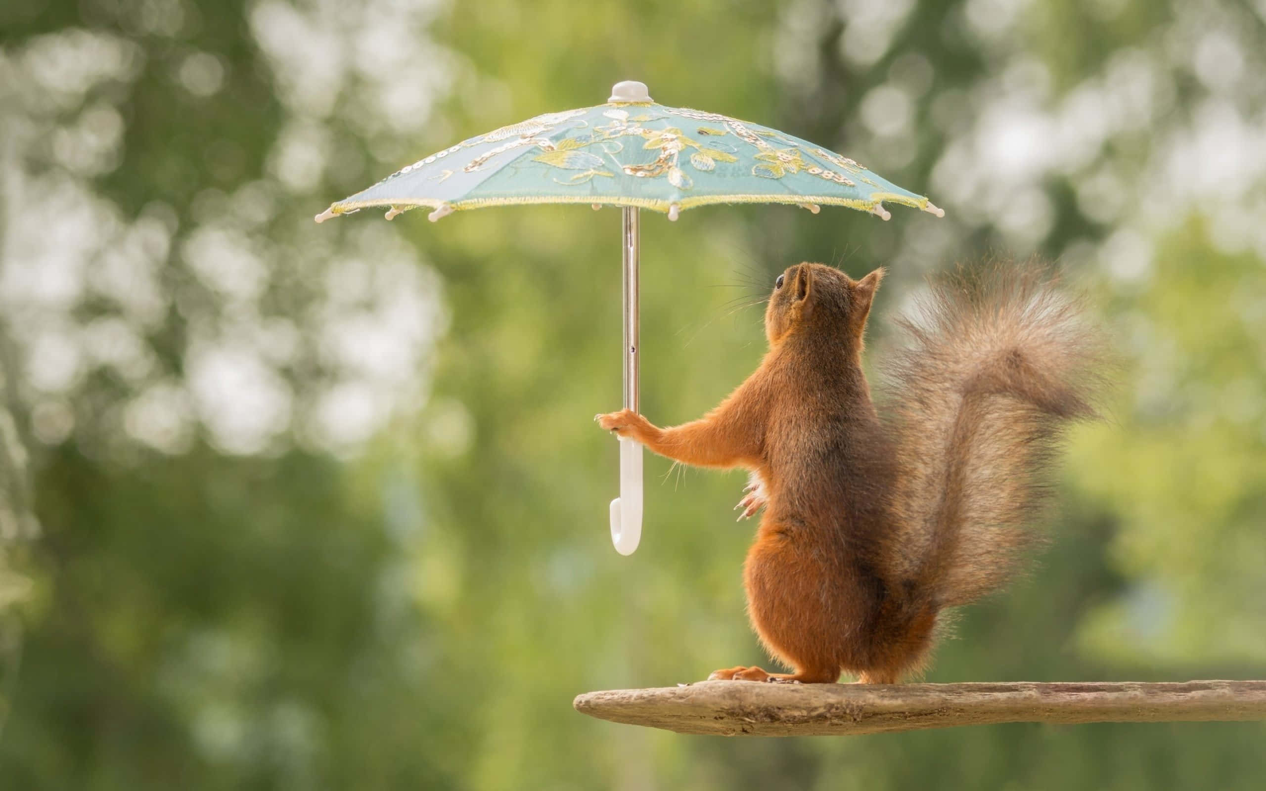 動物 桌布 壁紙 — 一隻紅松鼠直立在樹枝上，拿著一把精緻的藍色花卉陽傘，背景是柔和的綠色模糊森林。