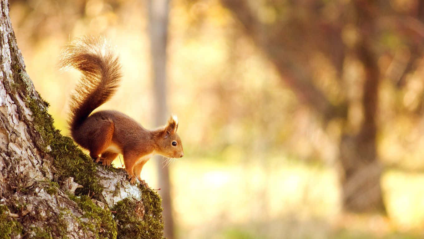 Squirrel 桌布 壁紙 — 一隻紅松鼠警覺地棲息在陽光普照的秋日森林中長滿苔蘚的樹幹上。