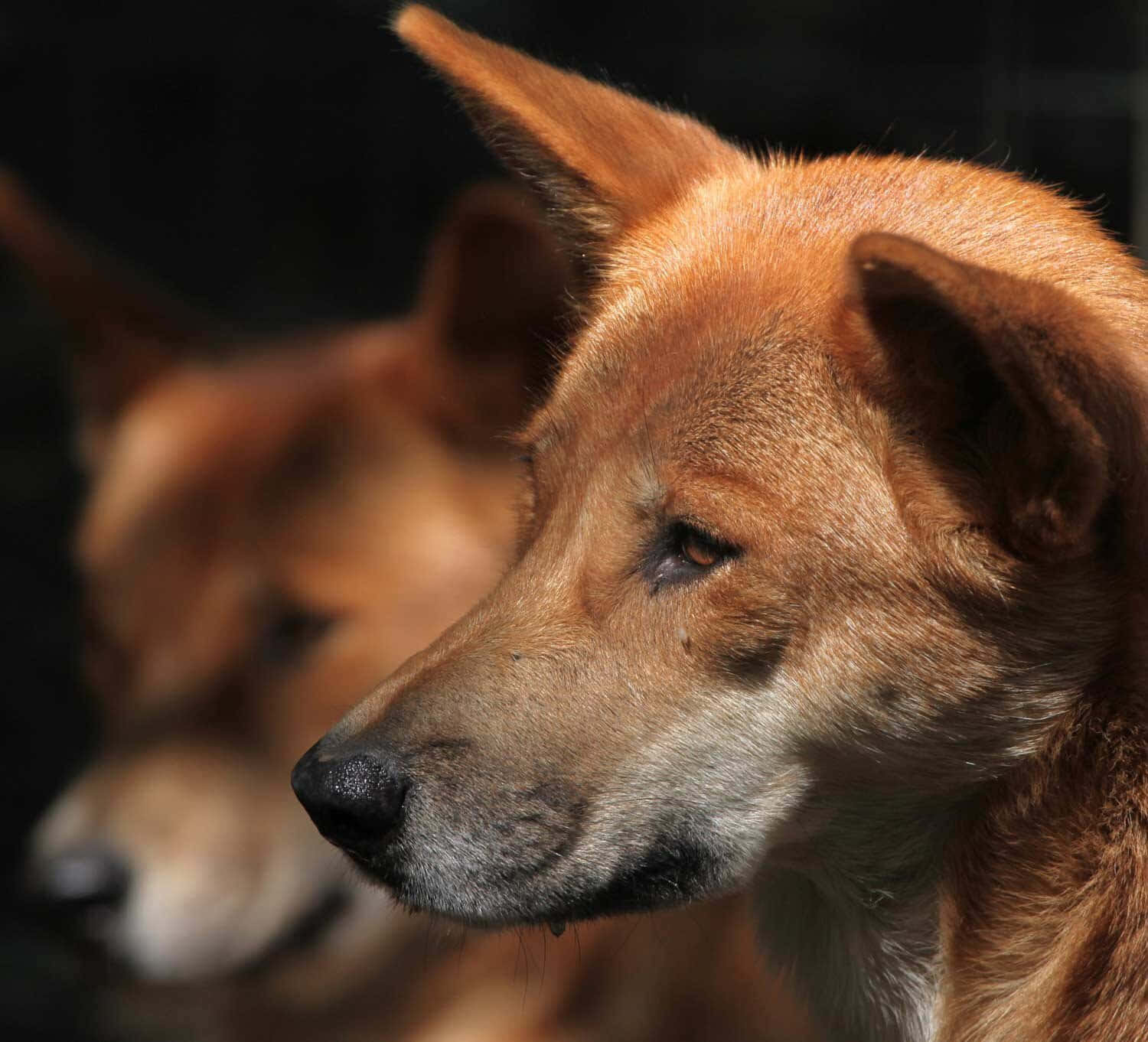 動物 桌布 壁紙 — 一隻紅棕色狗隻寧靜側面的特寫，柔和陽光突顯其毛髮，背景為深色模糊。