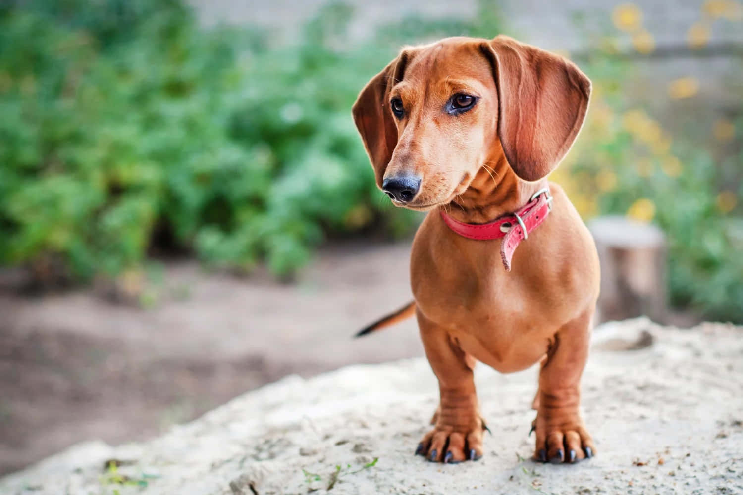 Dachshund Puppy 桌布 壁紙 — 一隻紅棕色臘腸犬，垂耳，警覺地站在淺色岩石上，戴著紅色項圈，背景是模糊的綠色花園。