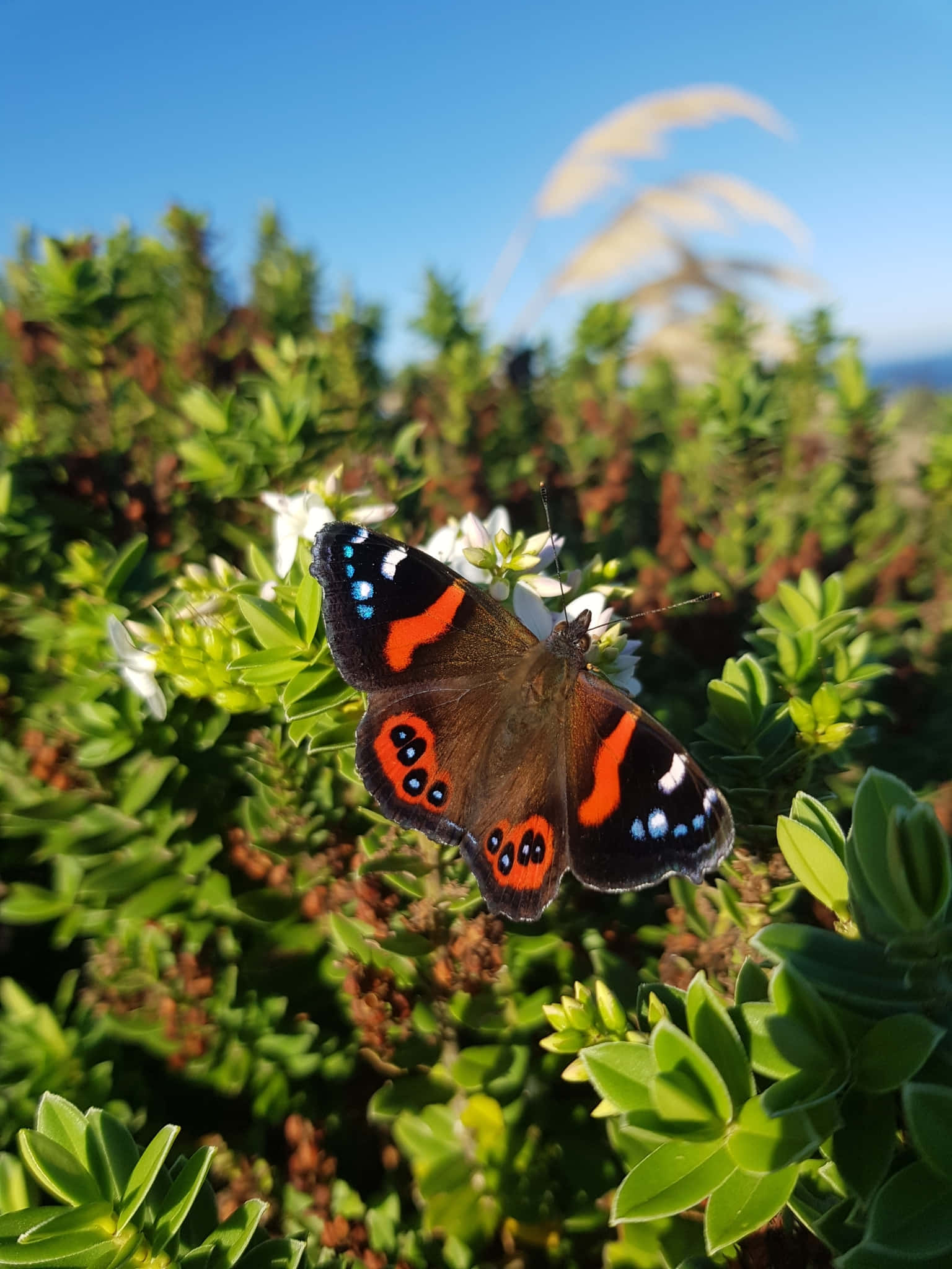 Red Admiral Butterfly 桌布 壁紙 — 一隻紅橙黑色的蝴蝶在晴朗的藍天下，於茂密的綠葉中輕柔地停在白色花朵上。