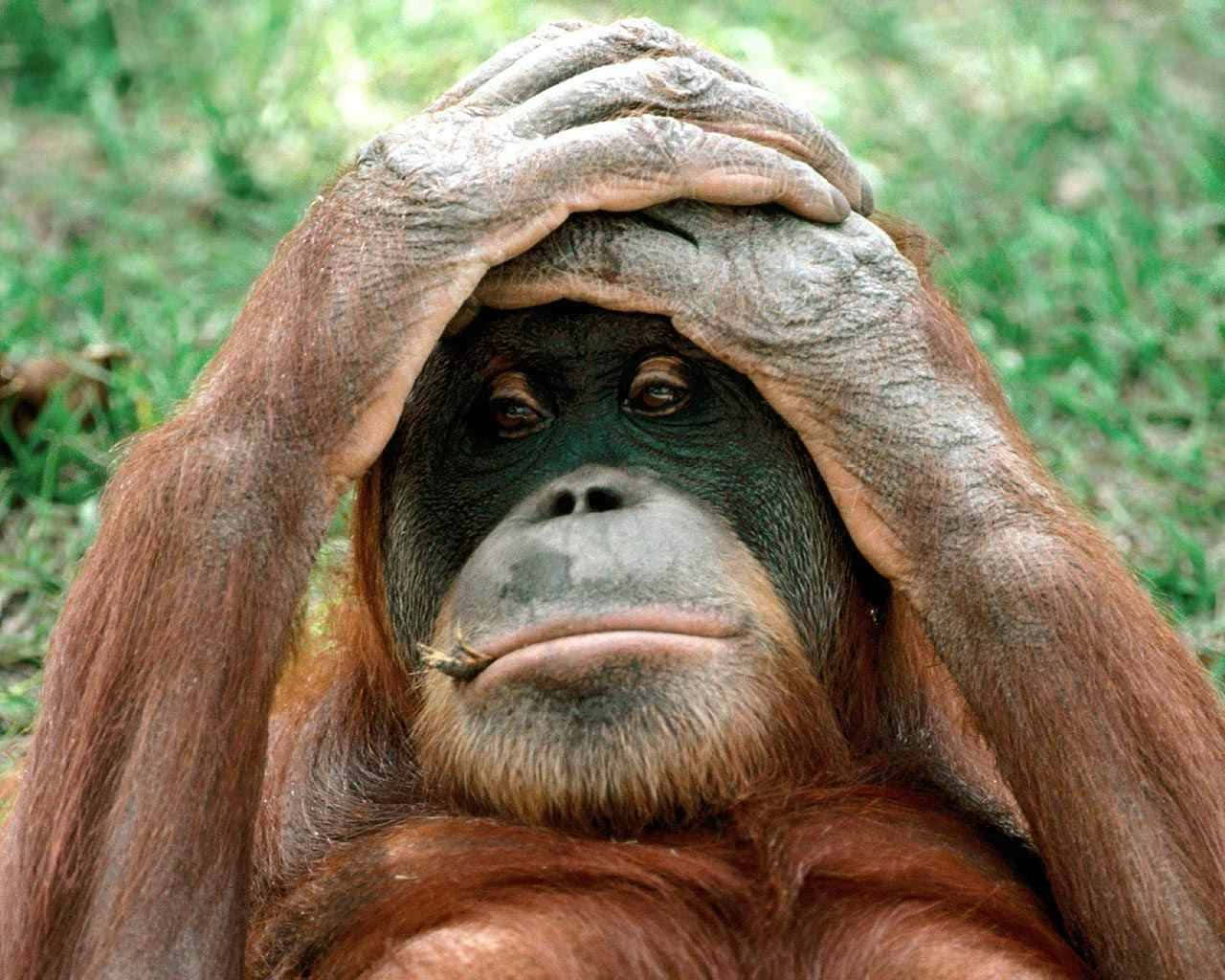 Monkey Funny 桌布 壁紙 — 一隻紅毛猩猩用雙手遮住臉，坐在綠色草地上。