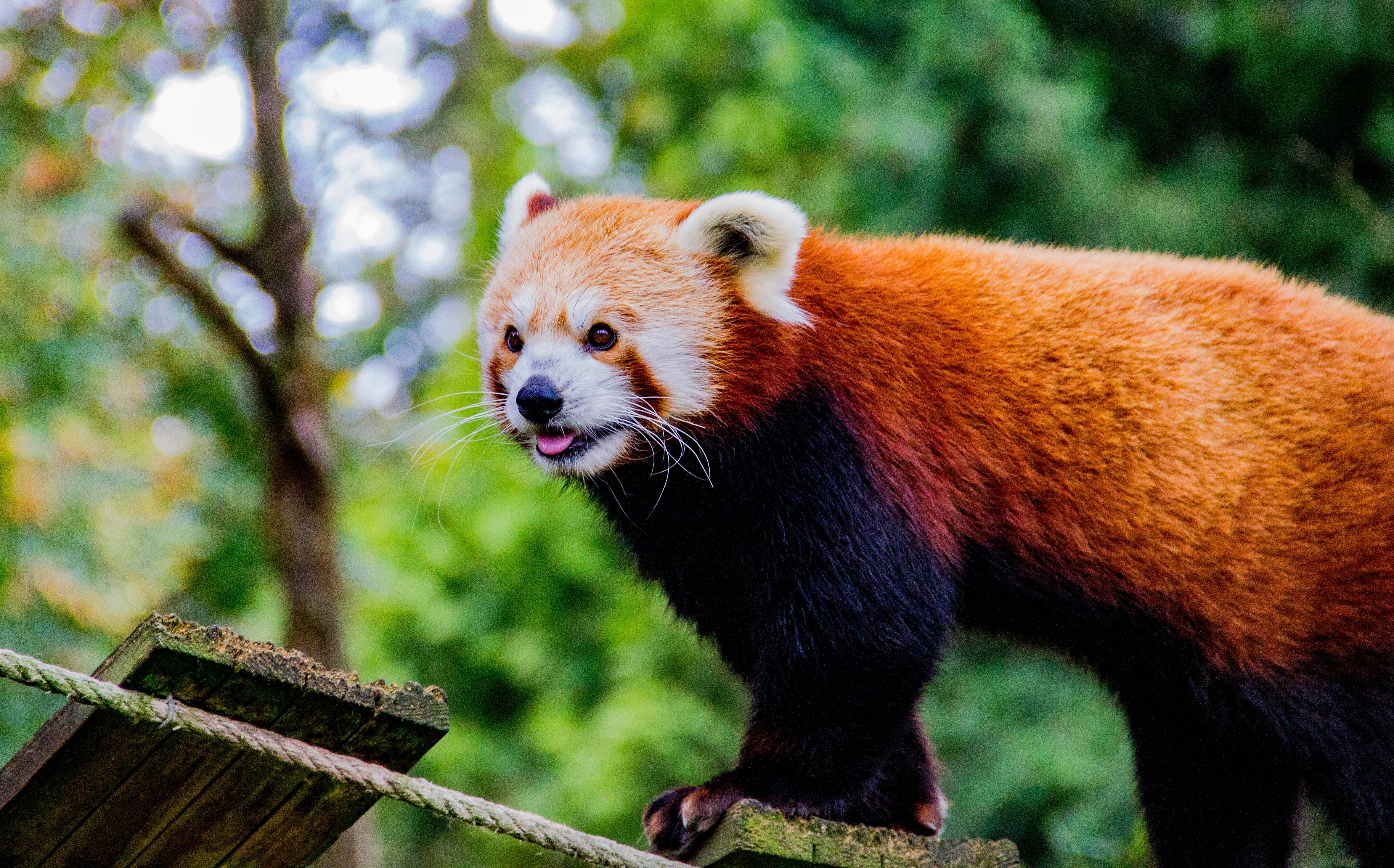 Red Panda 桌布 壁紙 — 一隻紅熊貓，擁有蓬鬆的橙色毛髮和白色臉龐，警覺地站在被茂密綠樹環繞的木製平台上。
