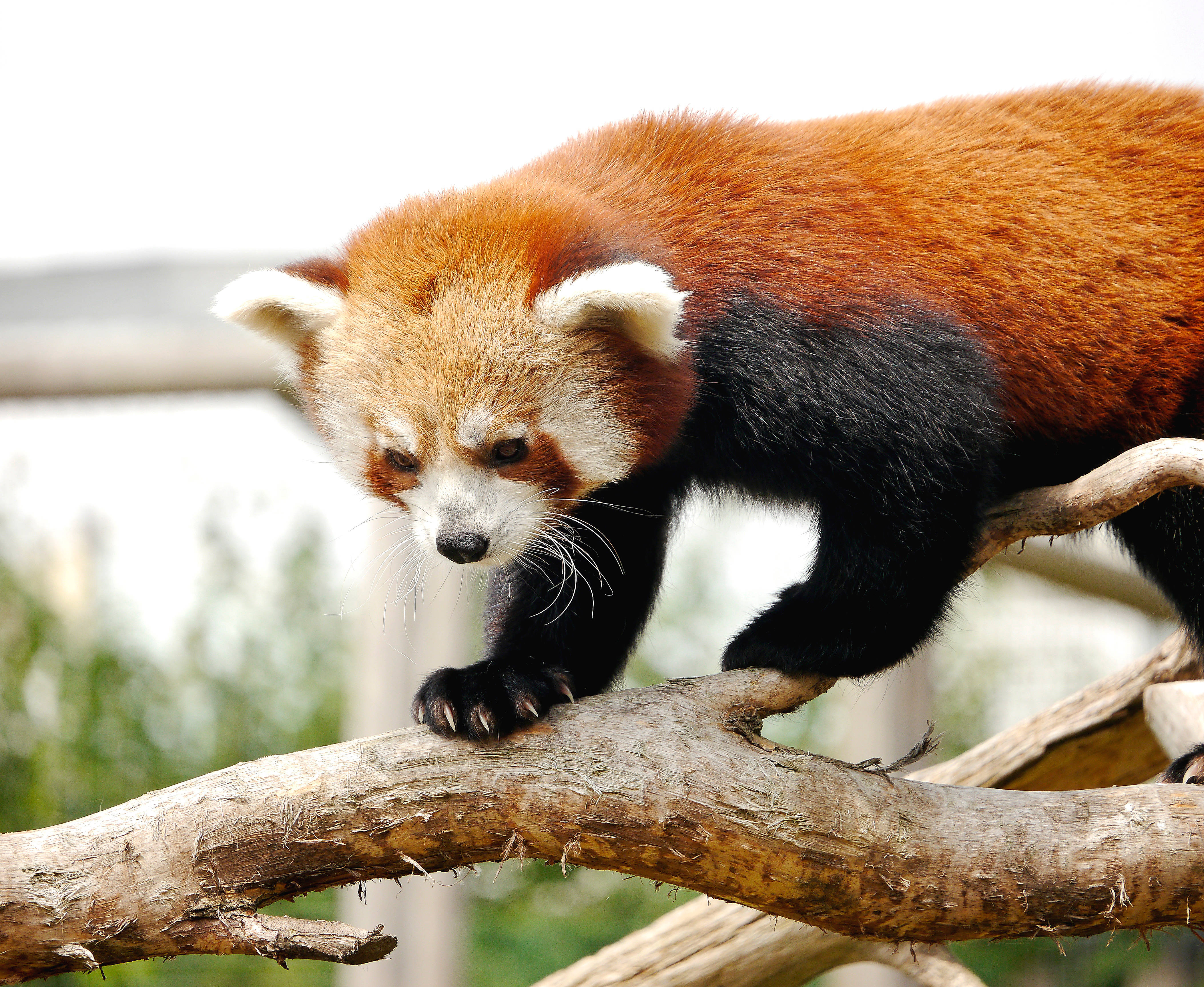 Red Panda 桌布 壁紙 — 一隻紅熊貓，擁有蓬鬆的橙色毛髮和黑色四肢，小心翼翼地沿著一條風化的樹枝行走。