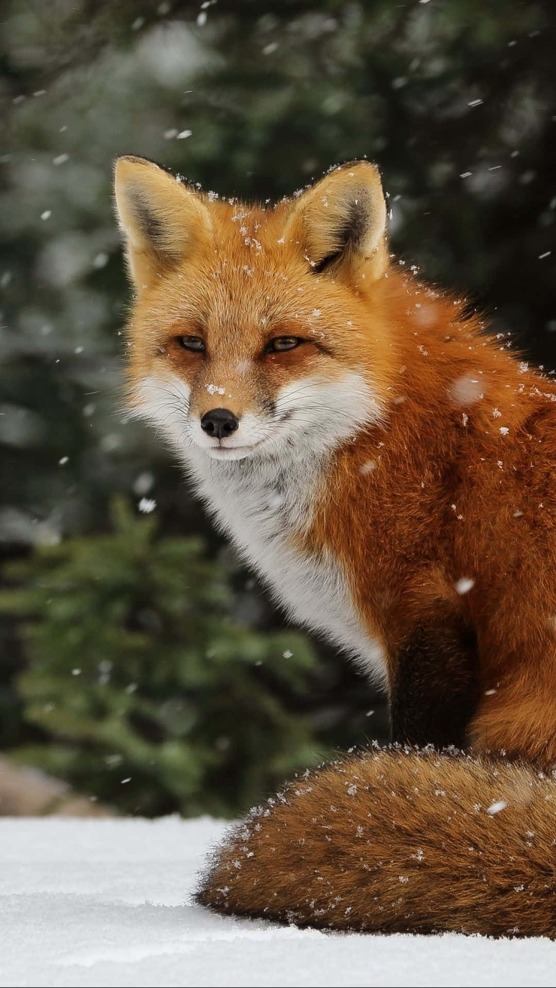 狐狸 桌布 壁紙 — 一隻紅狐，毛皮上沾著雪花，在輕柔降雪期間警覺地坐在雪地森林中。