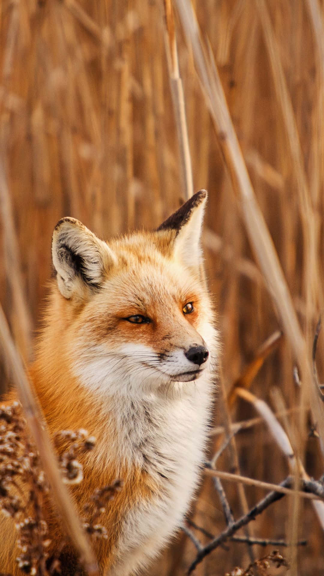 Cool Fox 桌布 壁紙 — 一隻紅狐，白色胸部，警覺的耳朵，在陽光明媚的自然環境中透過金棕色蘆葦叢窺視。