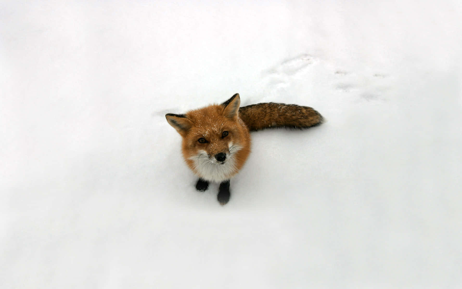 Brown Fox 桌布 壁紙 — 一隻紅狐，白色胸部，黑色爪子，警覺地坐在深雪中，抬頭看著相機。