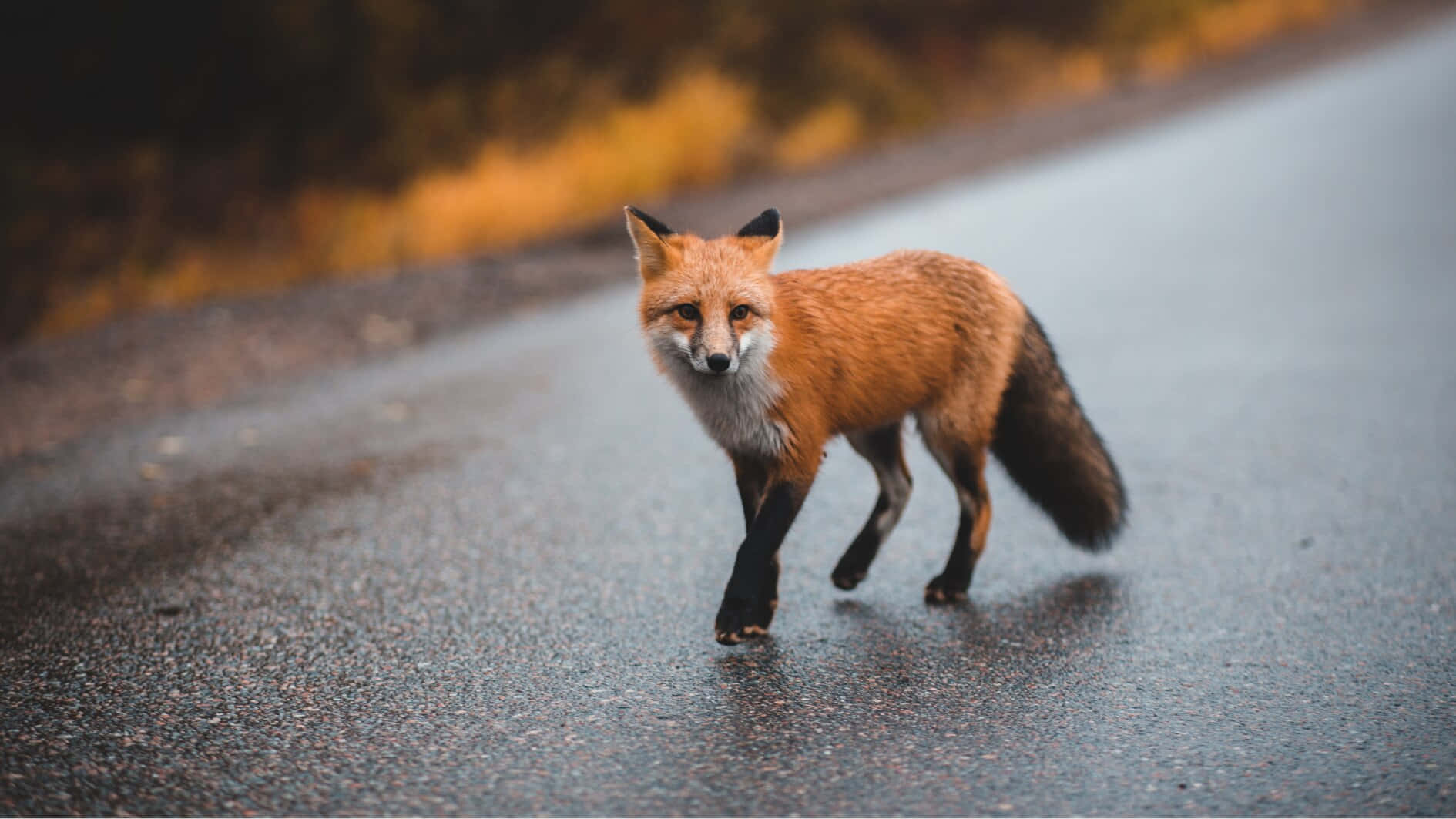 Road 桌布 壁紙 — 一隻紅狐，黑腿蓬尾，在柔和的秋光下自信地走過濕漉漉的柏油路。