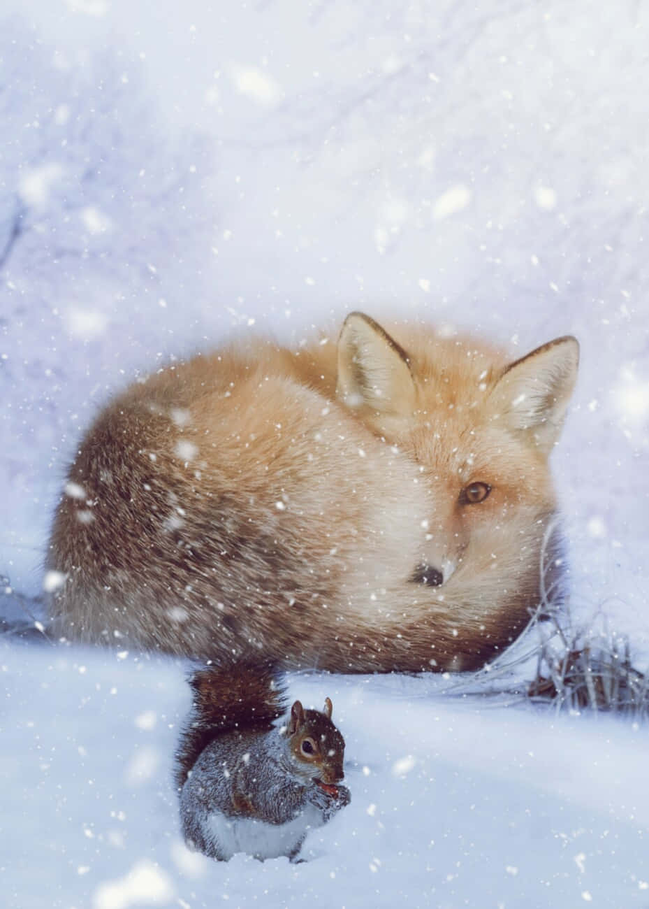 一隻紅狐和一隻灰松鼠在飄雪的冬季場景中。 — 可愛狐狸 壁紙