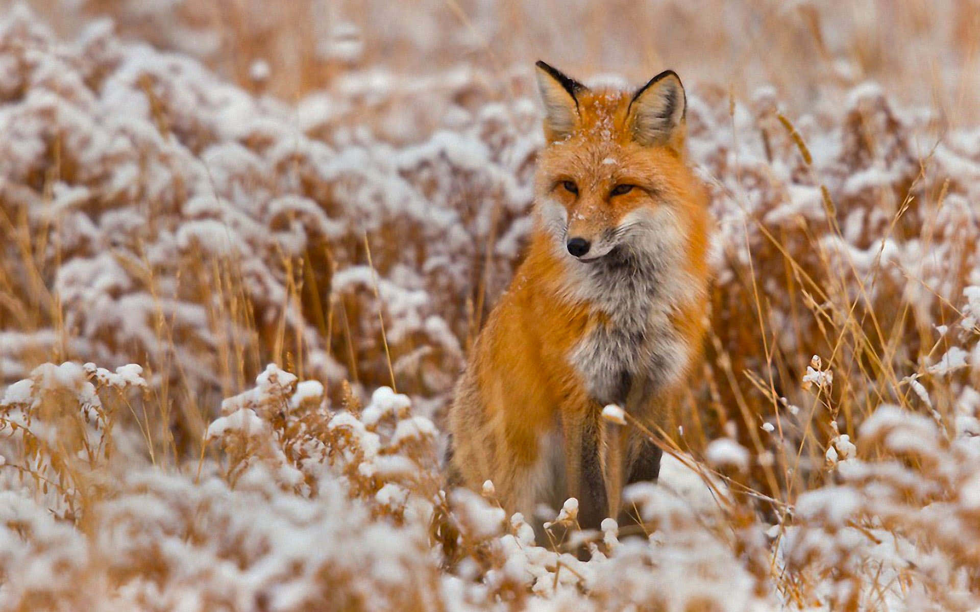 Brown Fox 桌布 壁紙 — 一隻紅狐在冬日柔和光線下，警覺地坐在白雪覆蓋的金色草叢中。