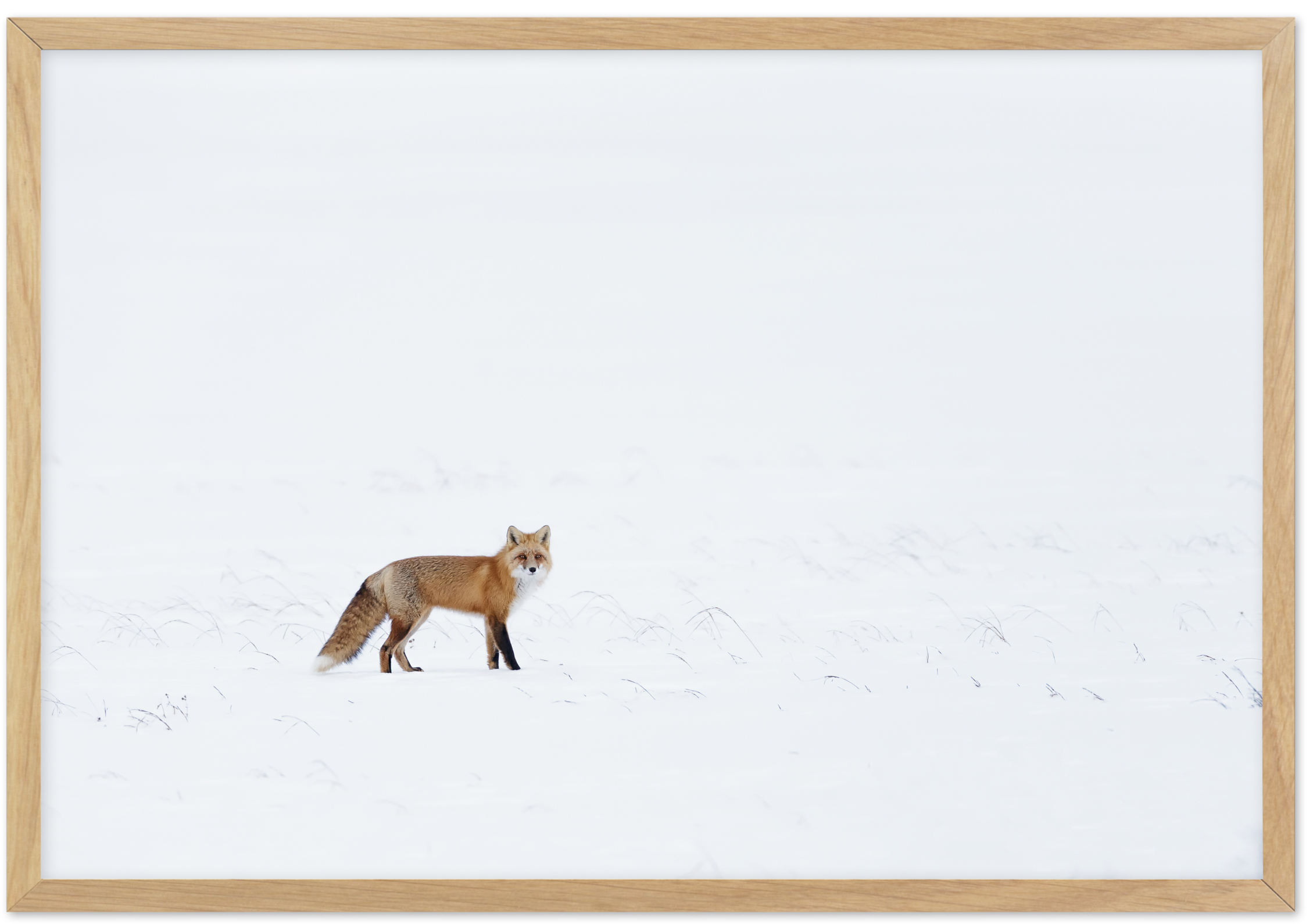 Picture Frame 桌布 壁紙 — 一隻紅狐在廣闊的雪地上警覺地站著，天空明亮潔白，周圍是淺色木框。