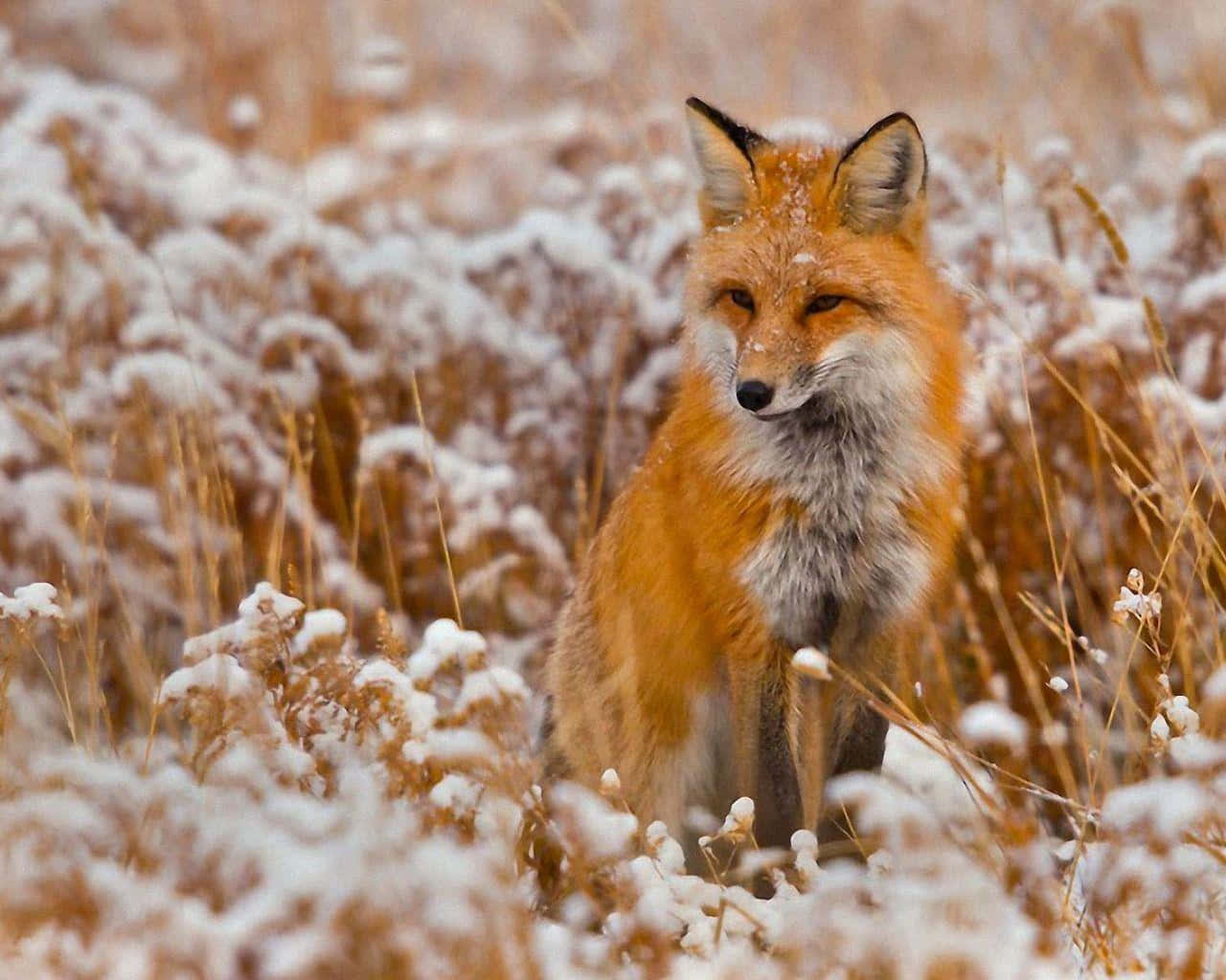 狐狸 桌布 壁紙 — 一隻紅狐在柔和的冬日陽光下，警覺地坐在白雪覆蓋的乾草地上。