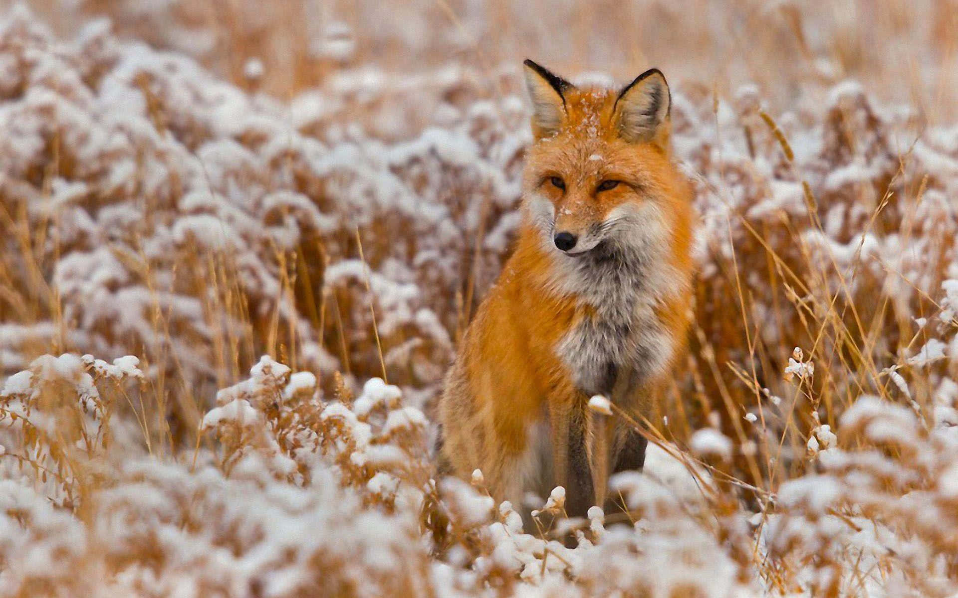 Cool Fox 桌布 壁紙 — 一隻紅狐在柔和的冬日陽光下，警覺地坐在一片白雪覆蓋的金色草地上。