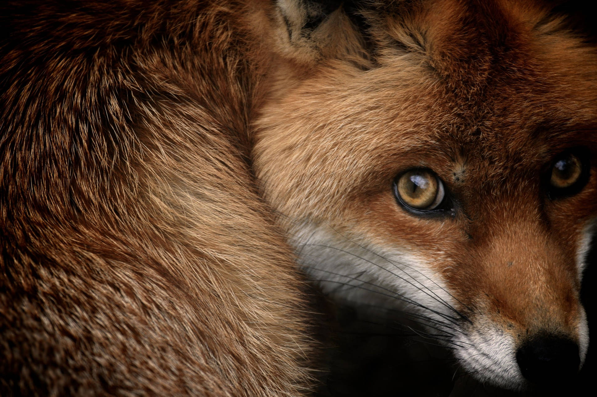 一隻紅狐在深色背景上，帶有琥珀色眼睛和細緻毛髮的特寫。 — 國家地理 壁紙