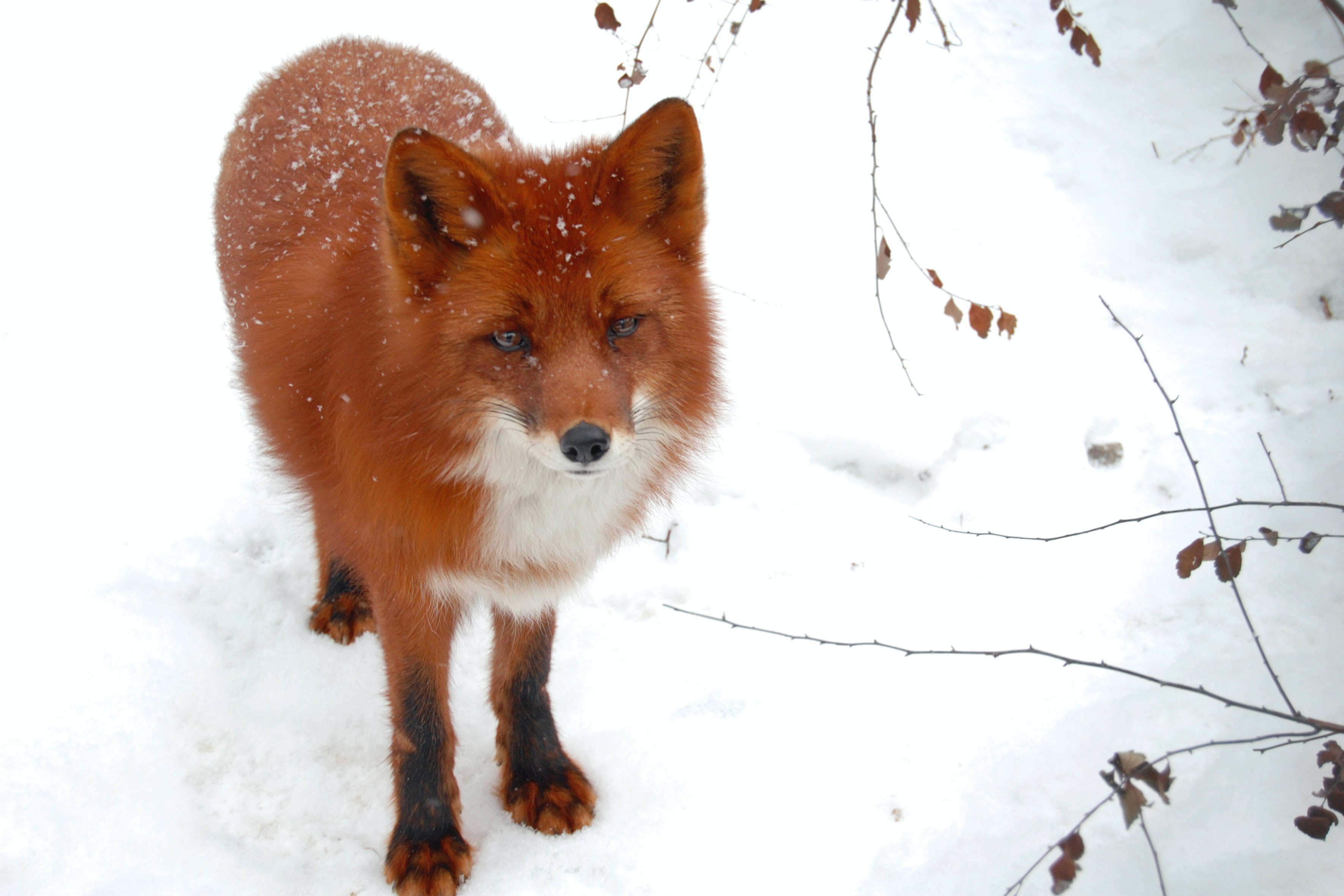 red fox 桌布 壁紙 — 一隻紅狐在深雪中警覺地站立，周圍是帶有棕色葉子的光禿樹枝。