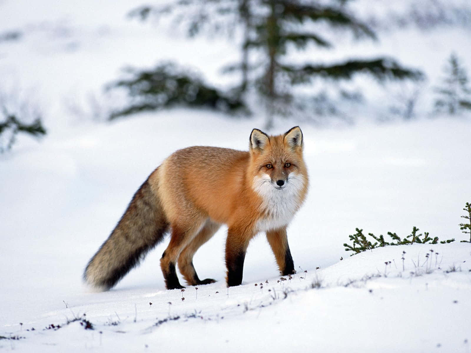 Brown Fox 桌布 壁紙 — 一隻紅狐在深雪中警覺地站立，背景有模糊的常綠樹。