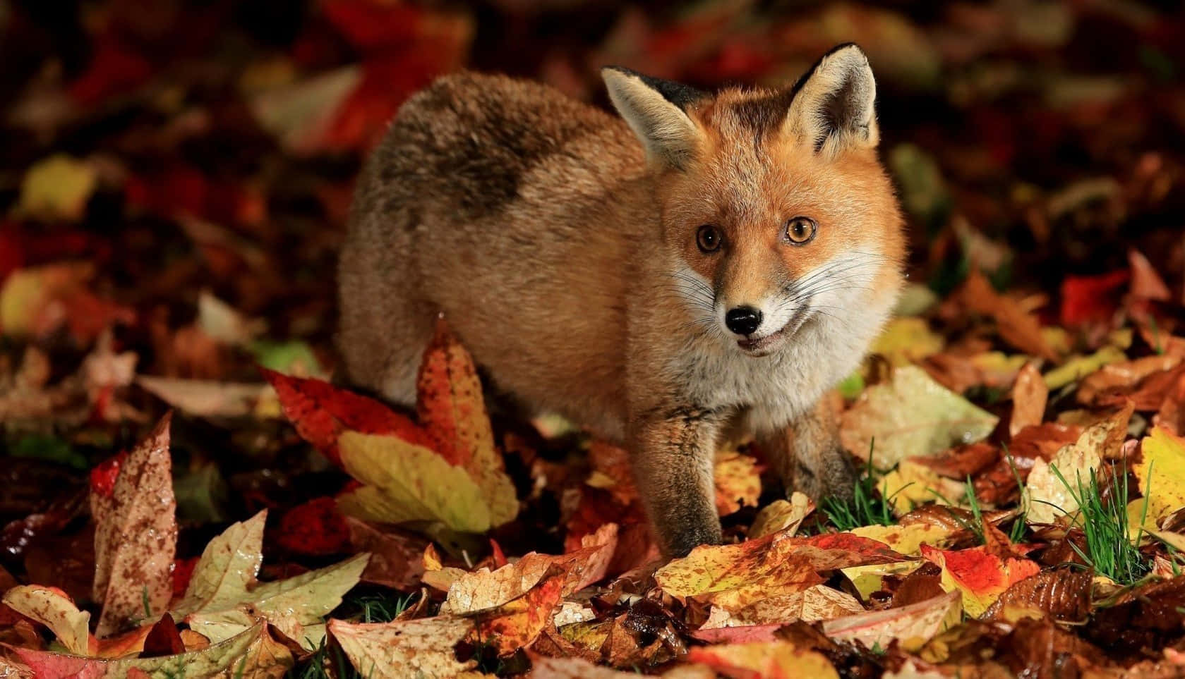 Cool Fox 桌布 壁紙 — 一隻紅狐在溫暖金色陽光照耀的森林地面上，於色彩繽紛的秋葉中警覺地站立。