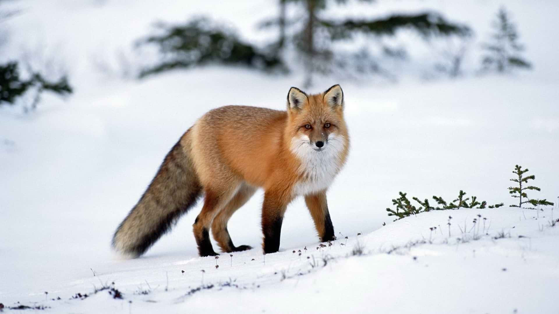 Brown Fox 桌布 壁紙 — 一隻紅狐在白雪皚皚的冬季景觀中警覺地站立，背景是常綠樹。