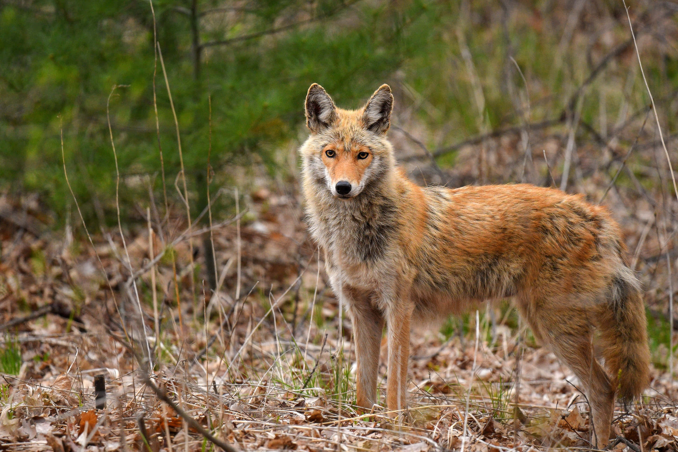 Coyote 桌布 壁紙 — 一隻紅狐在鋪滿乾葉和樹枝的森林地面上，在柔和自然光下警覺地站立。