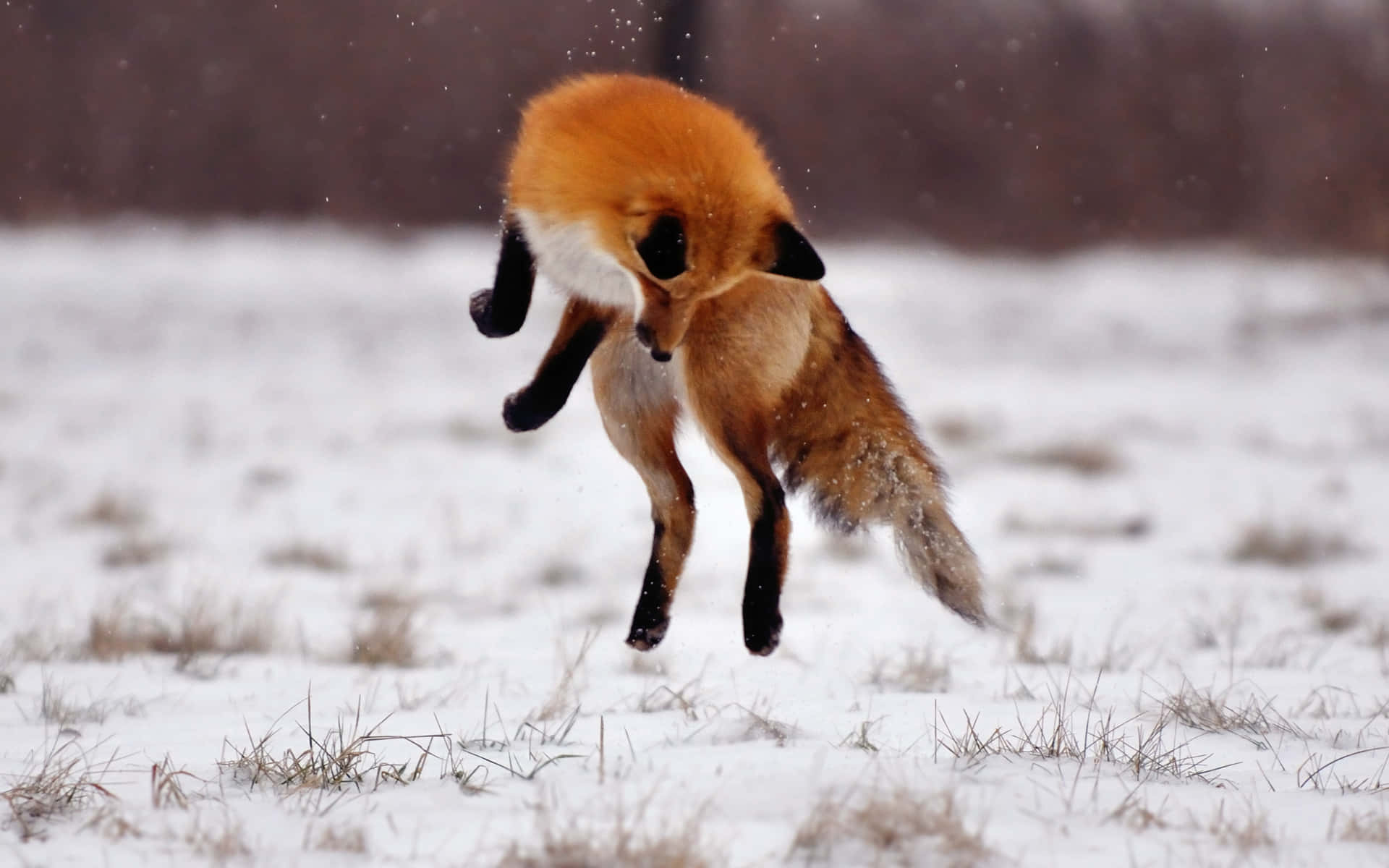 Brown Fox 桌布 壁紙 — 一隻紅狐在雪地上空躍起，周圍雪花飄落。