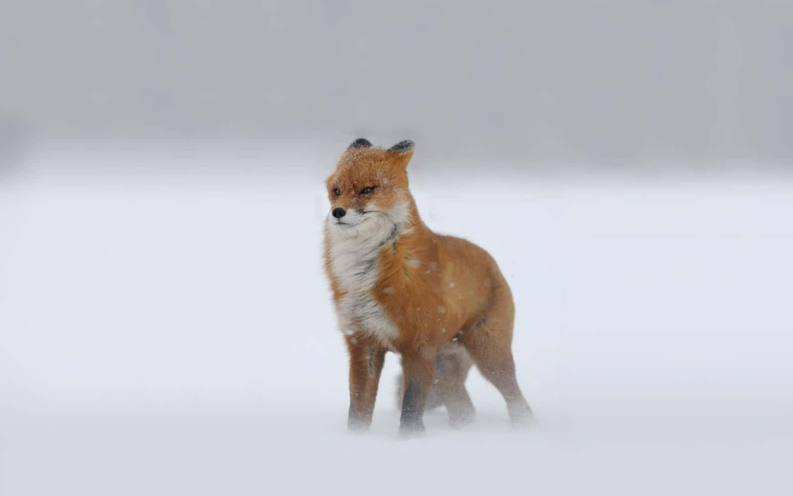 Snowstorm 桌布 壁紙 — 一隻紅狐在雪地上警覺地站著，雪花在其毛髮周圍飄舞。