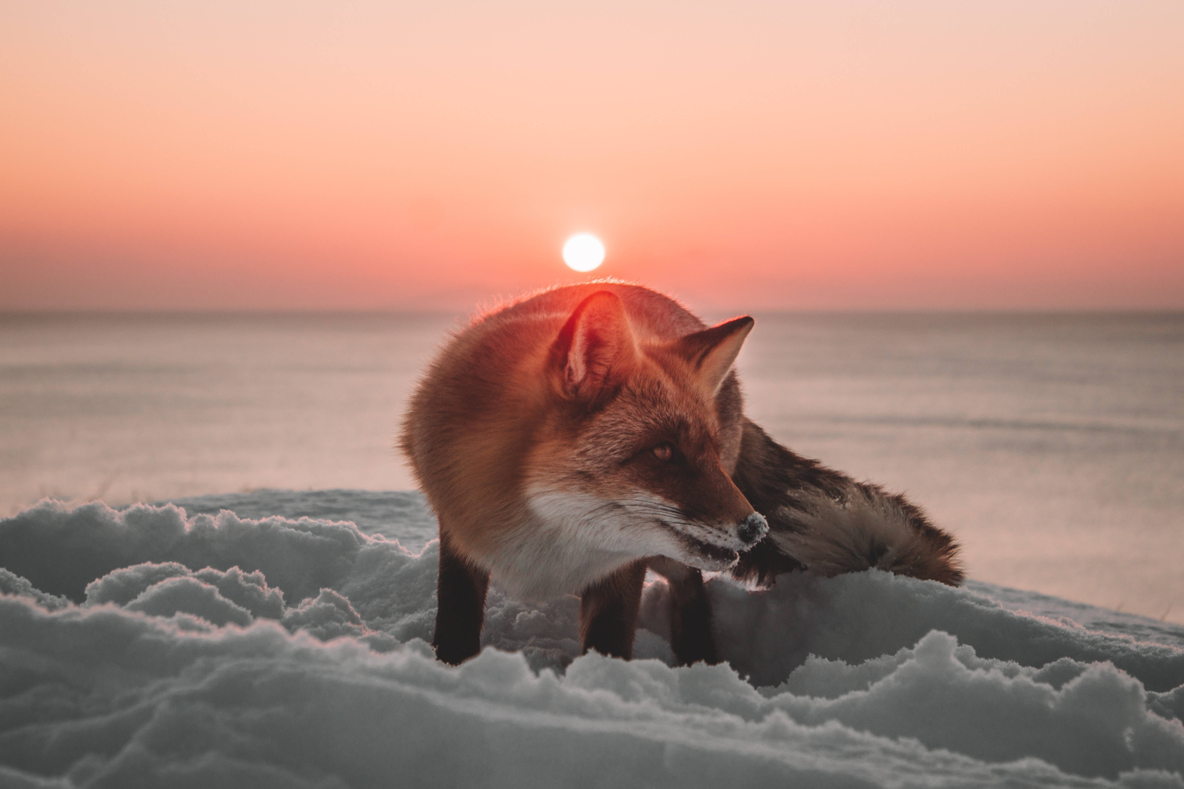 酷寒冬季 桌布 壁紙 — 一隻紅狐在雪地中警覺地站立，夕陽在牠身後落下，為場景灑上溫暖的光芒。