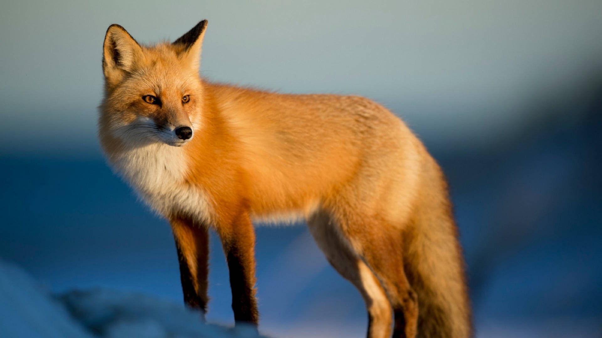 red fox 桌布 壁紙 — 一隻紅狐在雪地中警覺地站立，沐浴在柔和的金色光線中，背景是冷藍色。