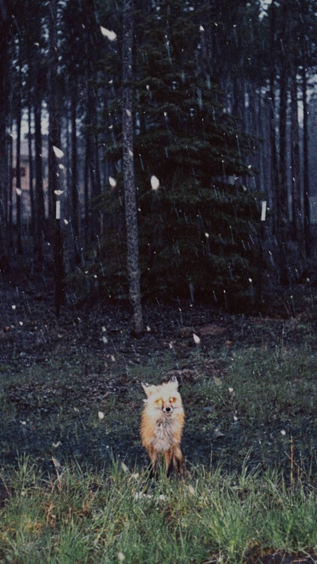 狐狸 桌布 壁紙 — 一隻紅狐在雪林裡警覺地站著，雪花在牠周圍飄落。