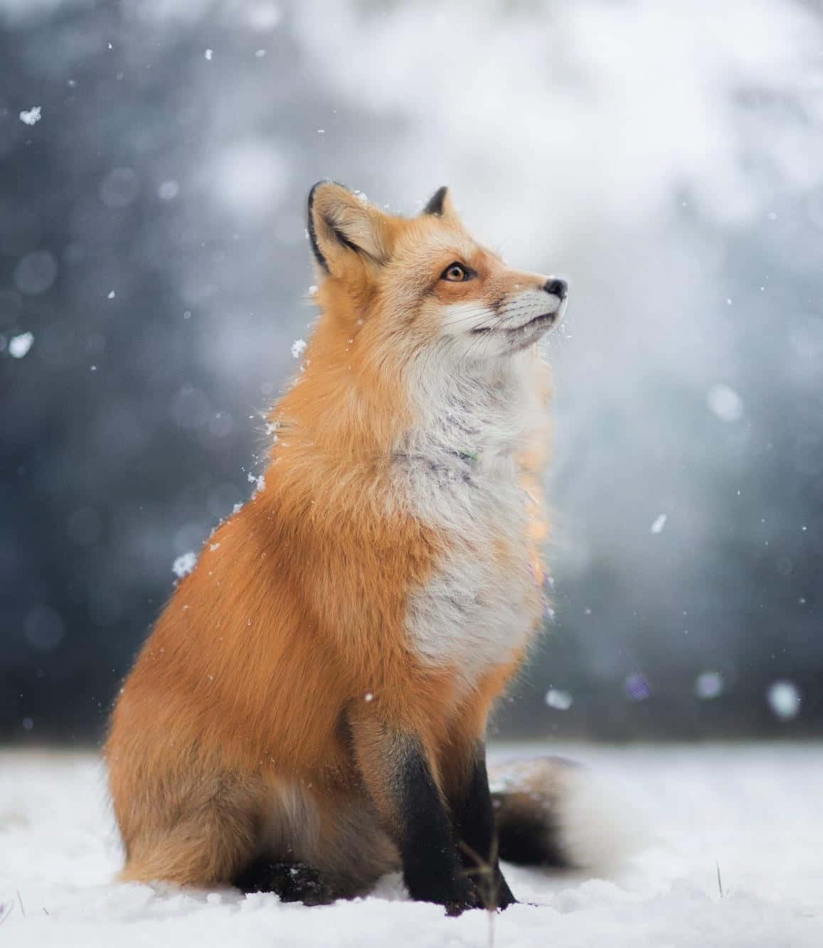狐狸 桌布 壁紙 — 一隻紅狐在飄雪中警覺地坐著，背景是模糊的森林。