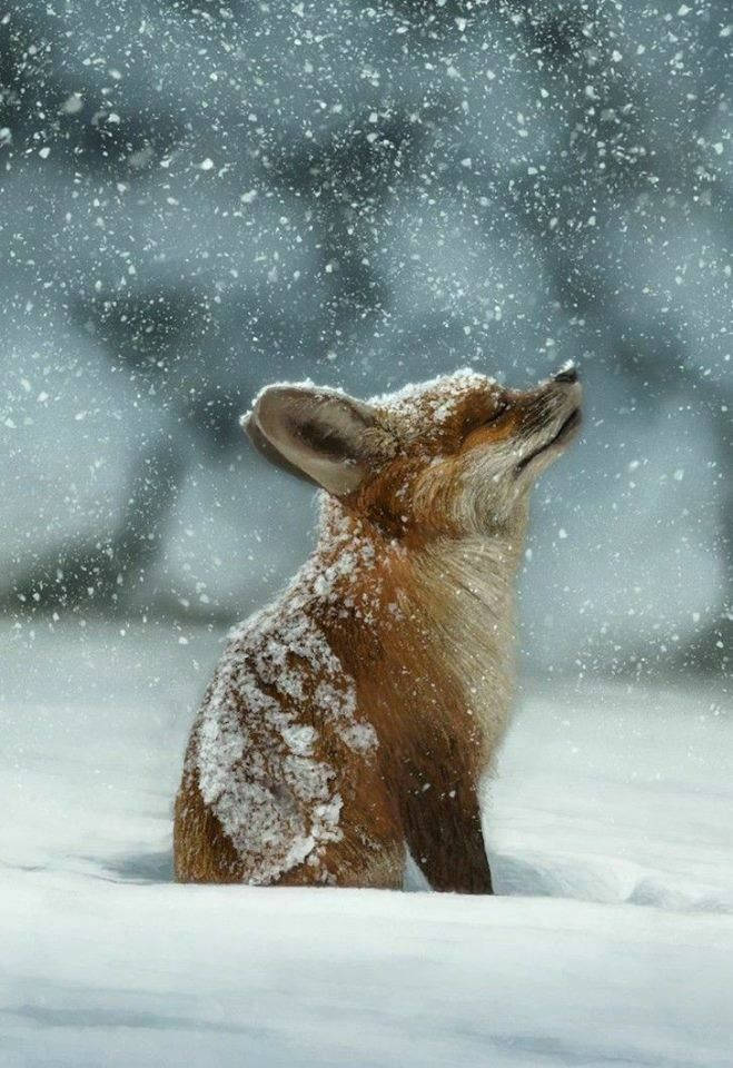 小狐狸 桌布 壁紙 — 一隻紅狐坐在深雪中，頭部向上傾斜，雪花飄落在其雪白的毛皮周圍。