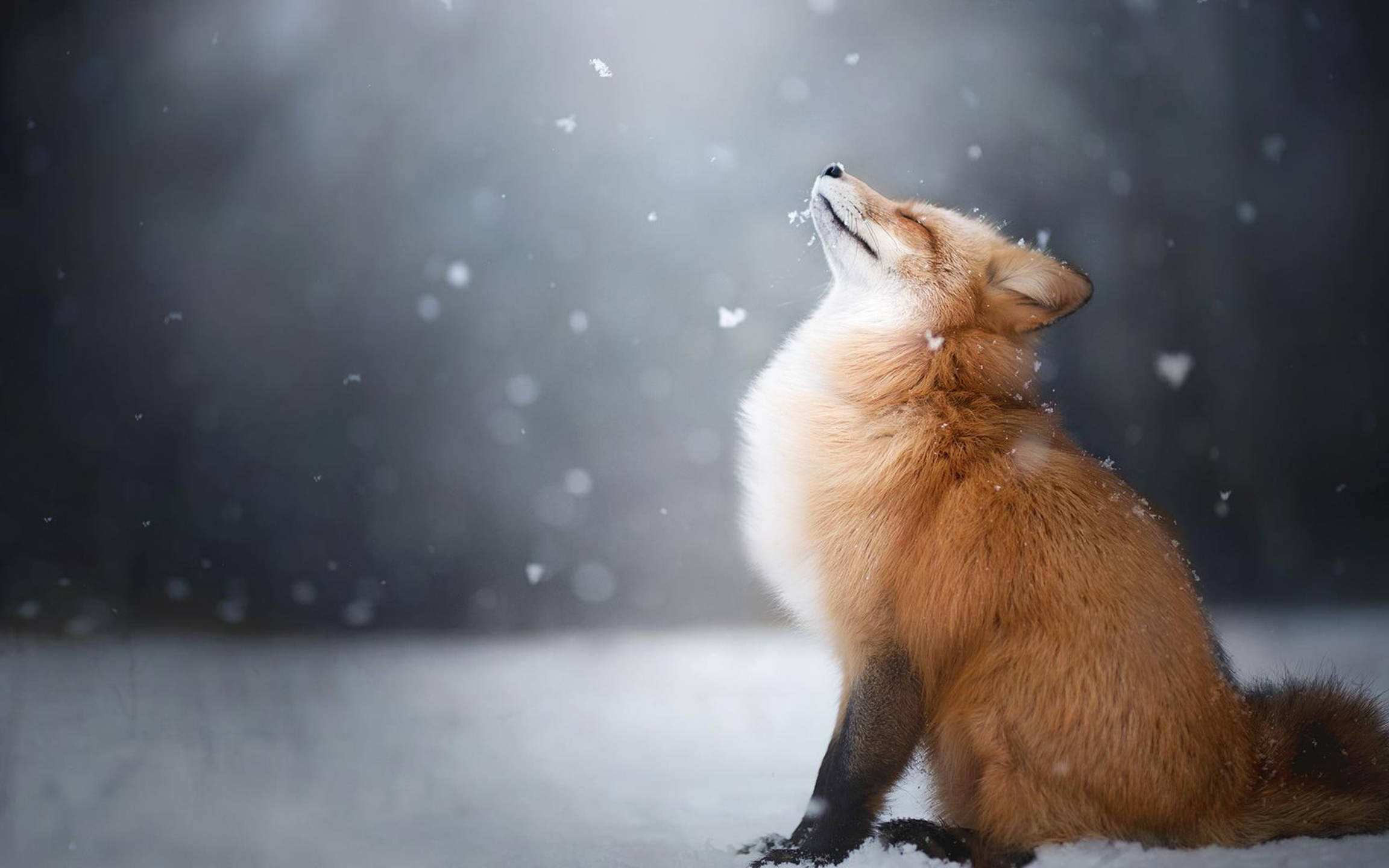 風景 桌布 壁紙 — 一隻紅狐坐在雪中，頭部向上傾斜，雪花在它周圍飄落，構成寧靜的冬日場景。