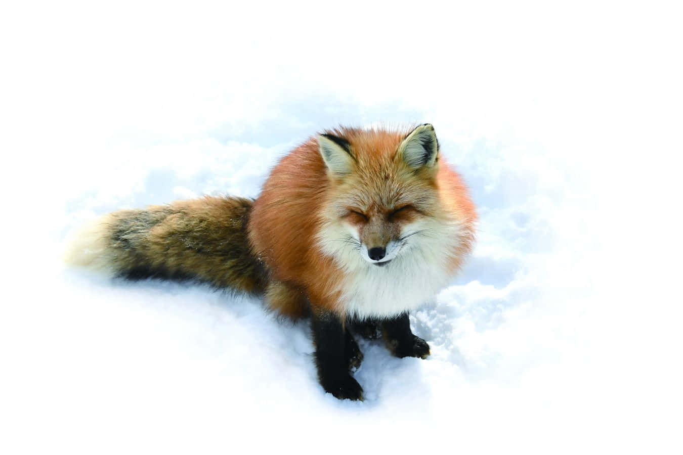 一隻紅狐坐在雪地中 壁紙