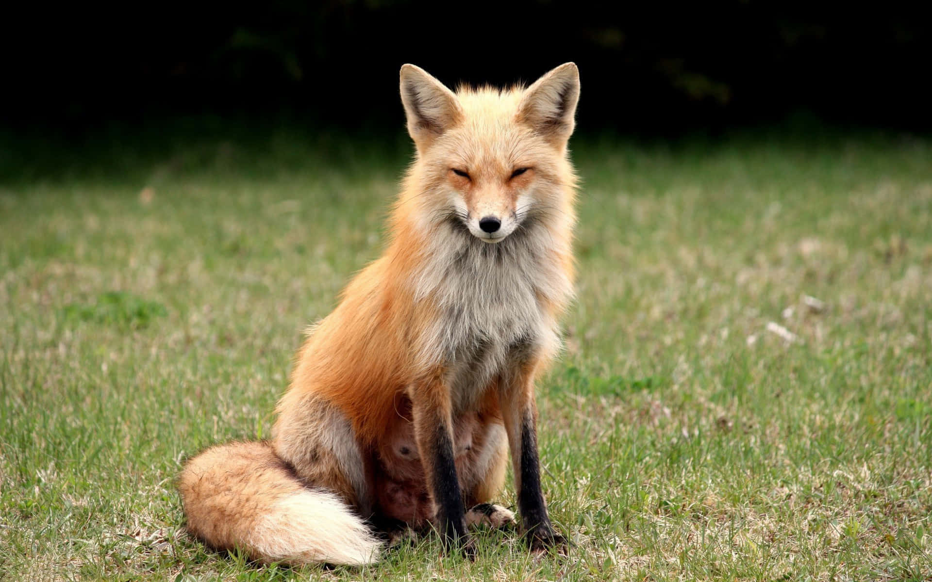 Cool Fox 桌布 壁紙 — 一隻紅狐平靜地坐在草地上，背景柔和，日光溫柔。