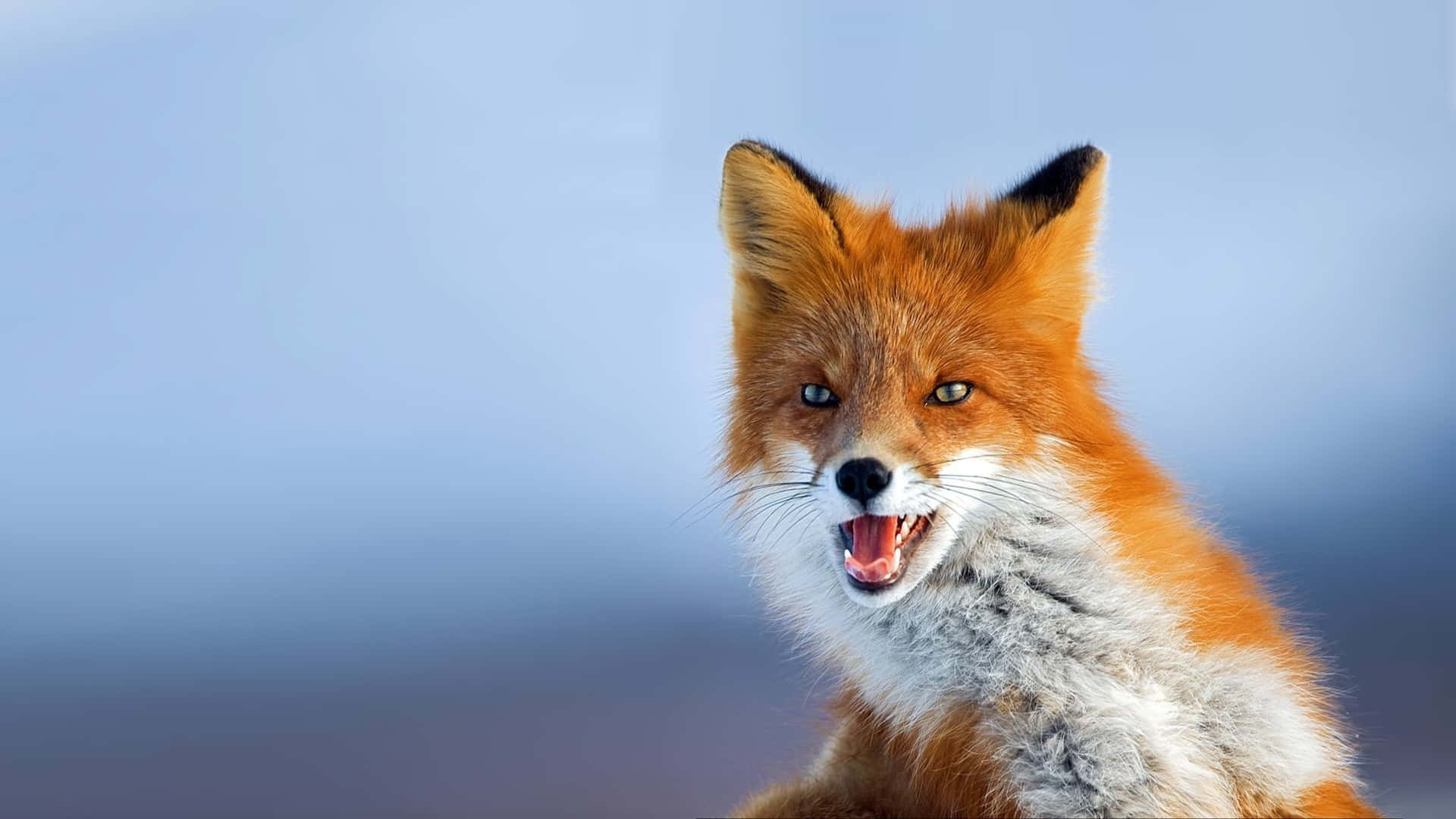 Cool Fox 桌布 壁紙 — 一隻紅狐張開嘴巴露出牙齒的特寫，背景是柔和的藍色模糊效果。