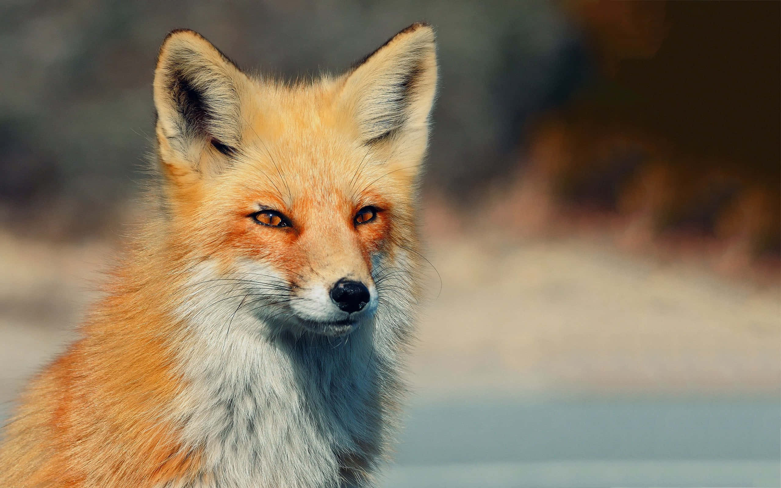 Cool Fox 桌布 壁紙 — 一隻紅狐的特寫，擁有琥珀色的銳利眼睛和白色胸毛，在柔和模糊的自然背景下平靜地凝視。