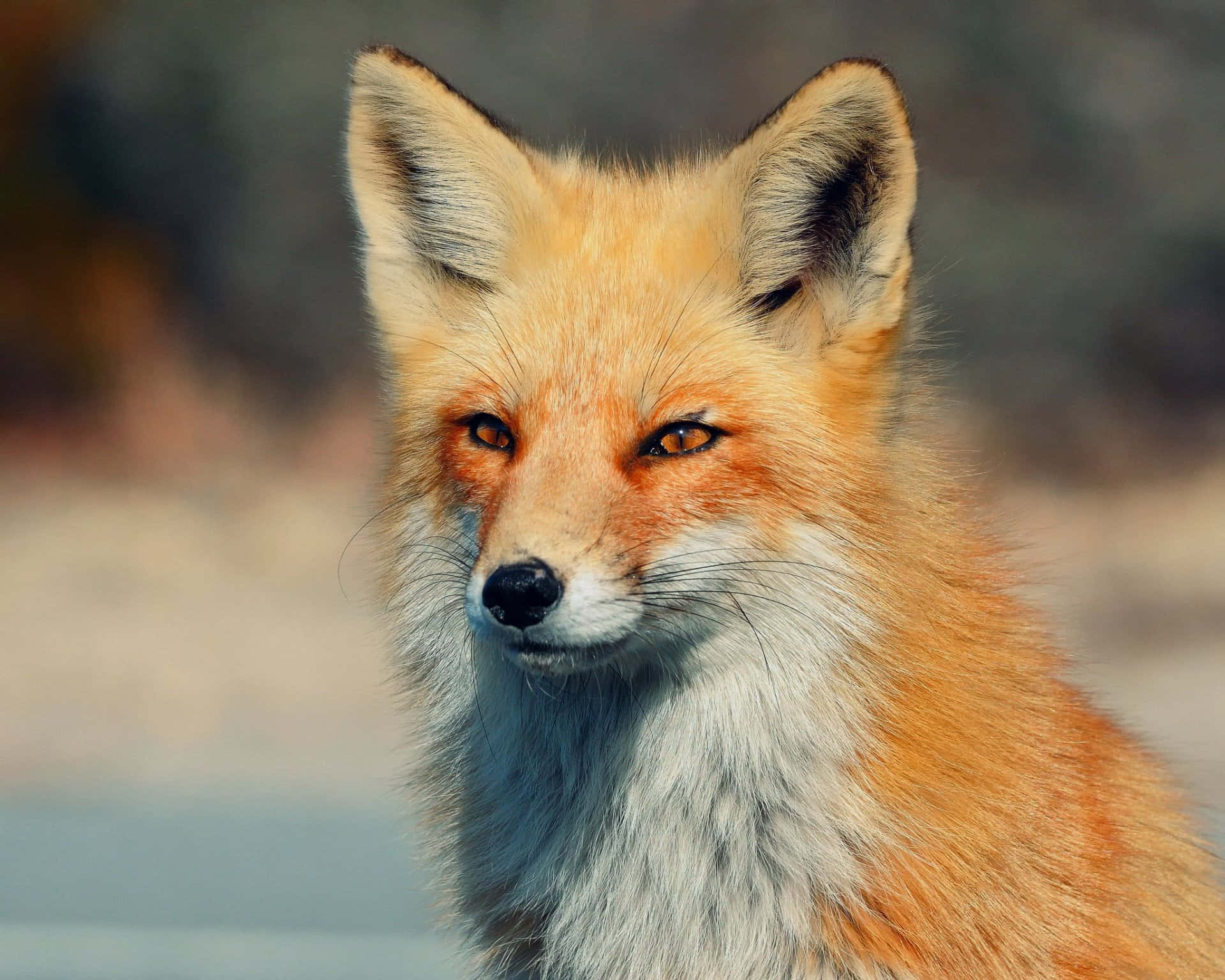 Cool Fox 桌布 壁紙 — 一隻紅狐的特寫，擁有銳利的琥珀色眼睛和柔軟的橙色毛髮，在模糊的自然背景下專注地凝視。