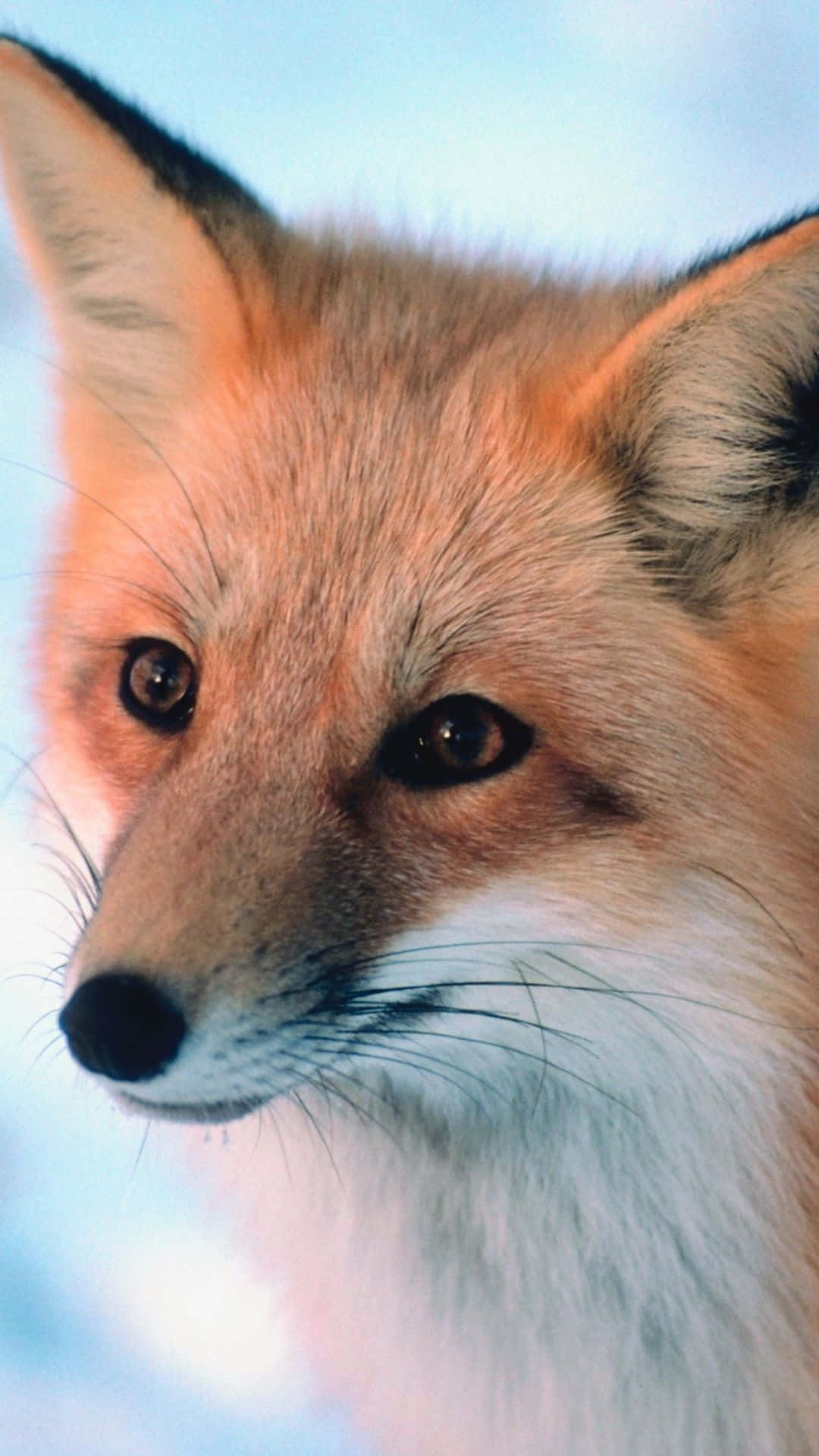 Cool Fox 桌布 壁紙 — 一隻紅狐的特寫，擁有銳利的眼睛和柔軟的毛髮，背景是模糊的雪景。