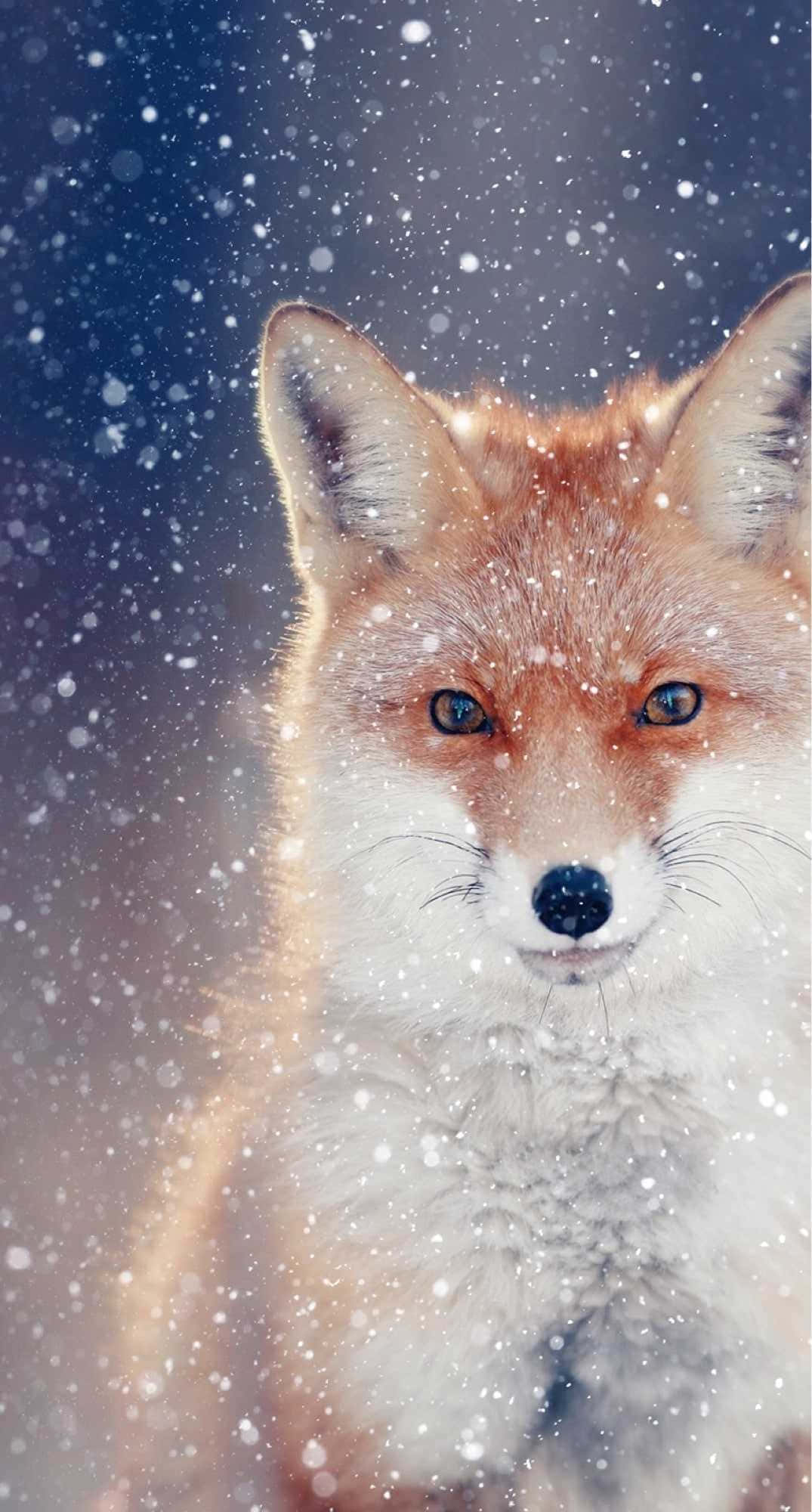 Cool Anime Fox 桌布 壁紙 — 一隻紅狐的特寫，擁有銳利的藍色眼睛，在深藍色背景下向前凝視，雪花飄落。