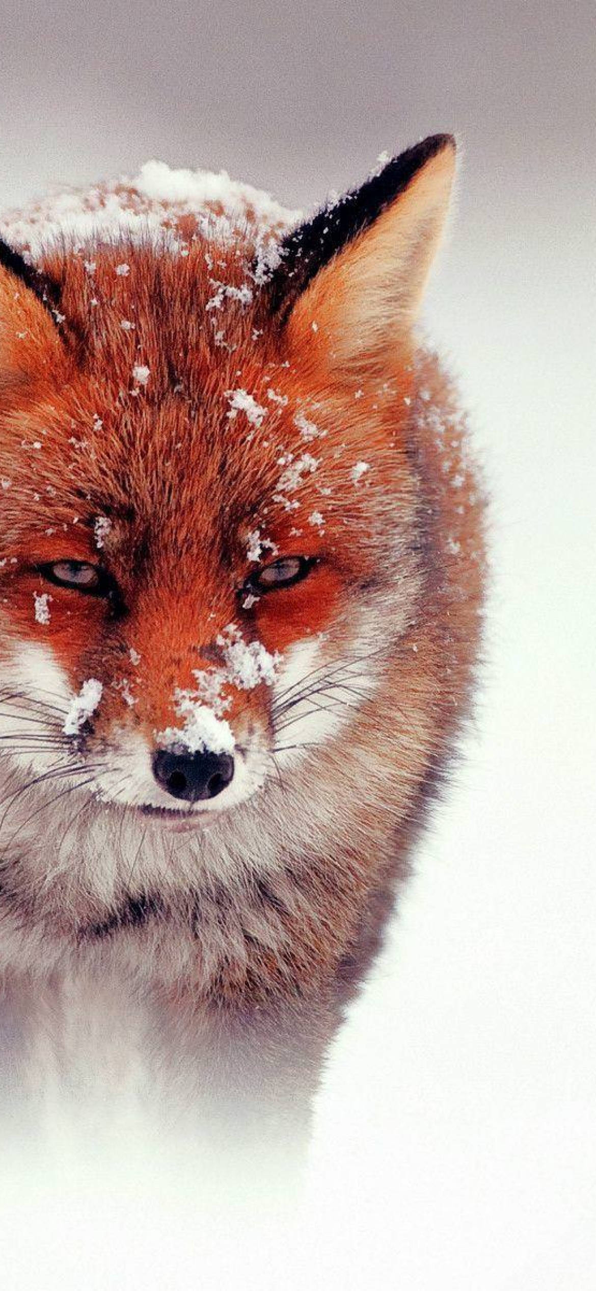 red fox 桌布 壁紙 — 一隻紅狐的特寫，毛皮上有雪花，在雪景背景下專注地凝視。