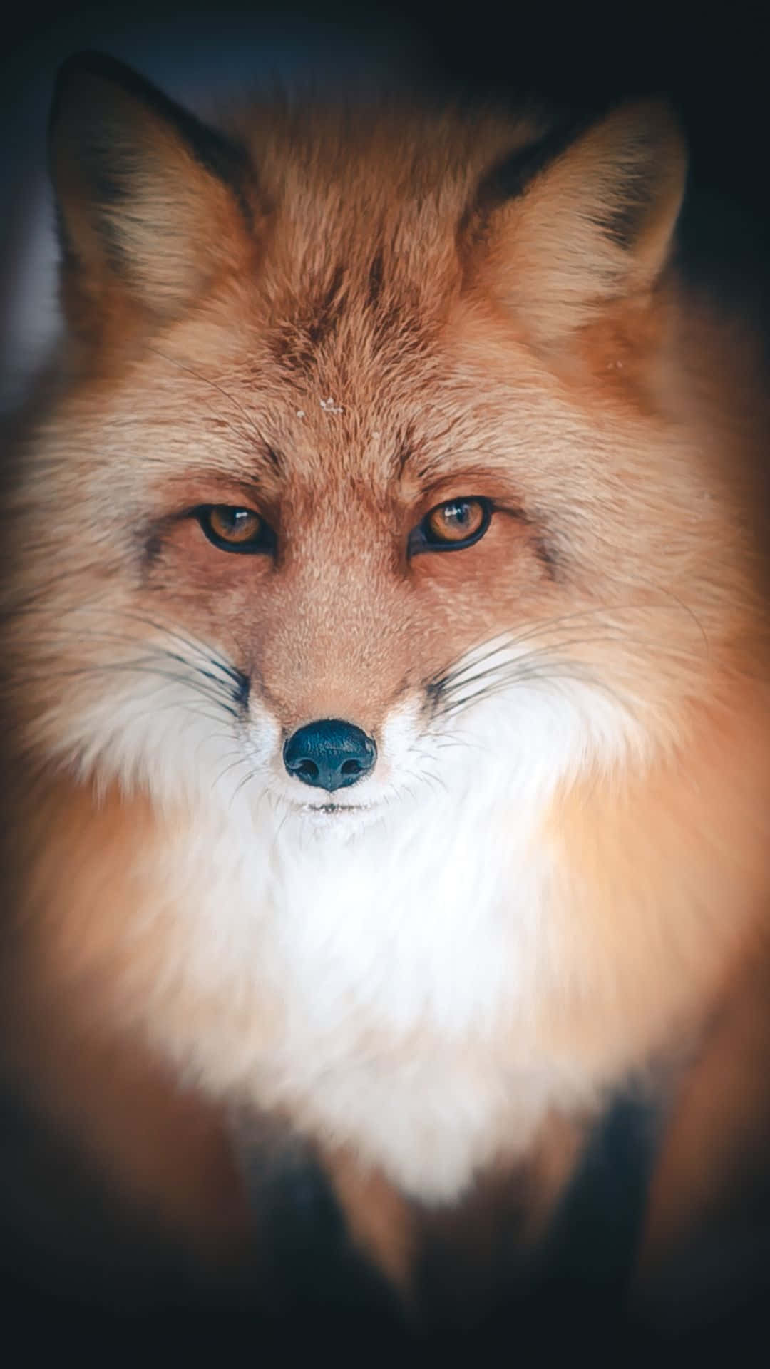 Cool Fox 桌布 壁紙 — 一隻紅狐的特寫肖像，擁有強烈的琥珀色眼睛和白色胸部，在黑暗模糊的背景前直視鏡頭。