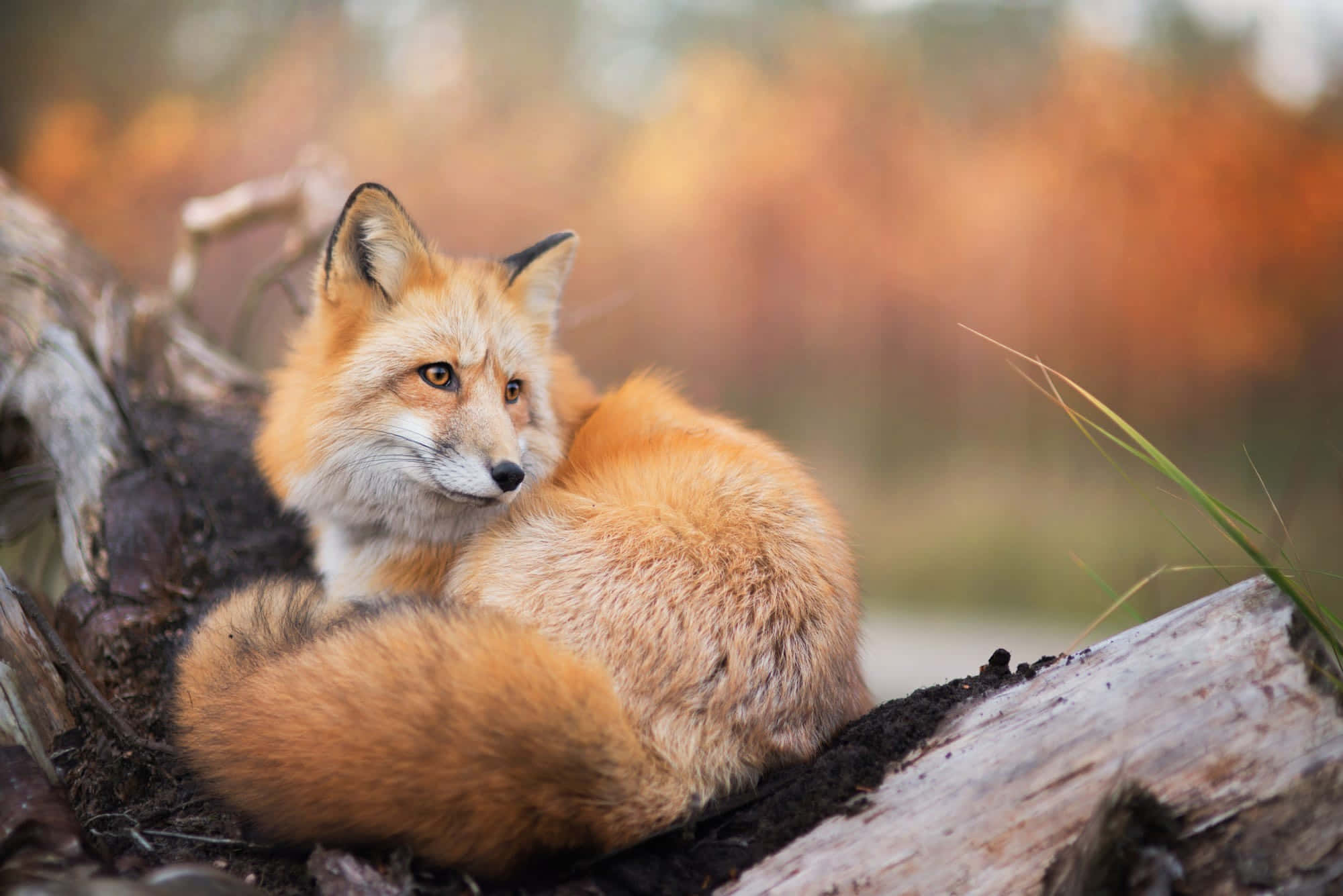 Cool Fox 桌布 壁紙 — 一隻紅狐蜷縮在經風雨侵蝕的木頭上，周圍是秋天的落葉，柔和的金色光線穿過模糊的樹木。