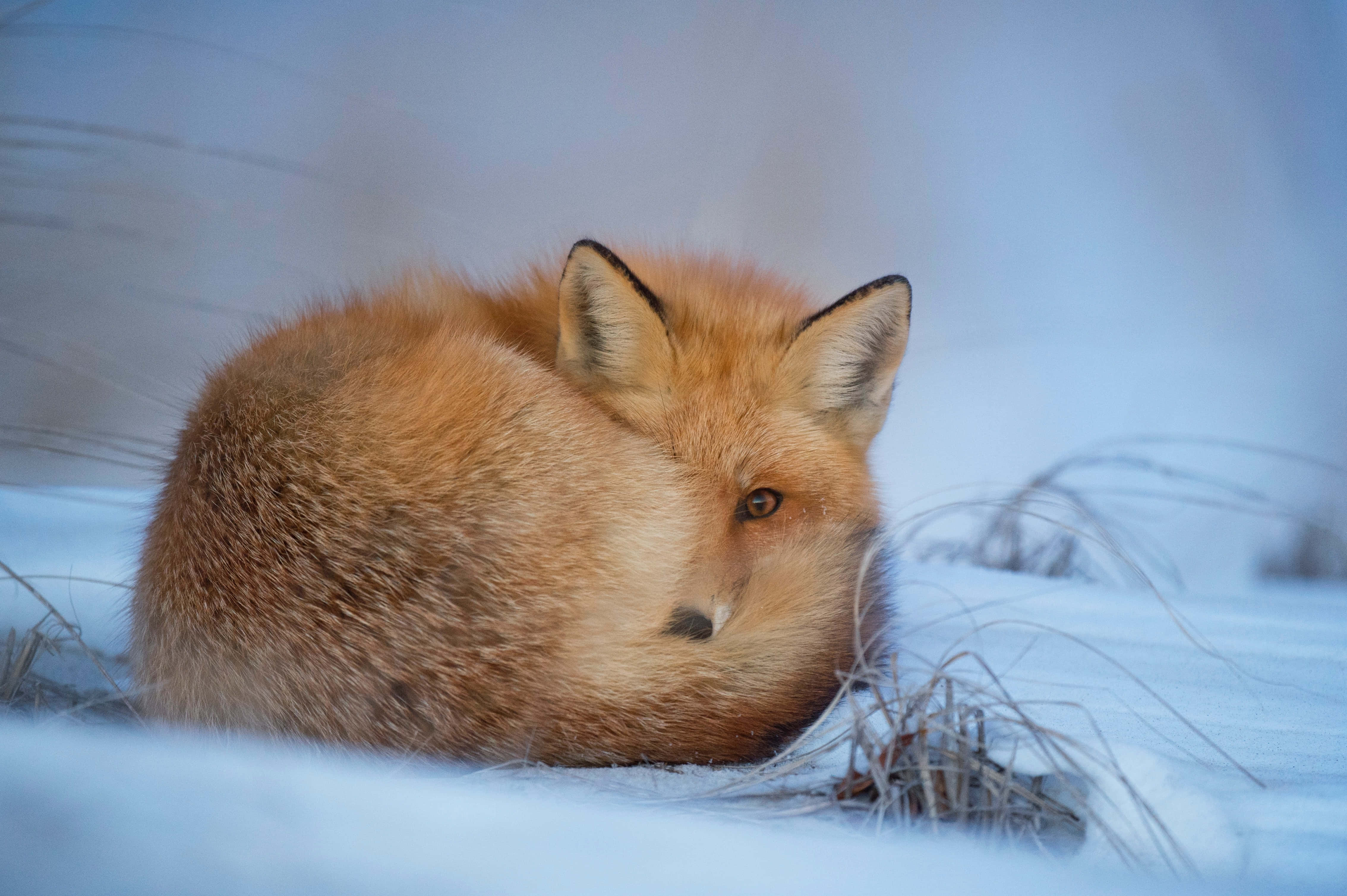 狐狸 桌布 壁紙 — 一隻紅狐蜷縮在雪中，琥珀色的眼睛平靜地凝視著，霜凍的草叢框住了冬日場景。