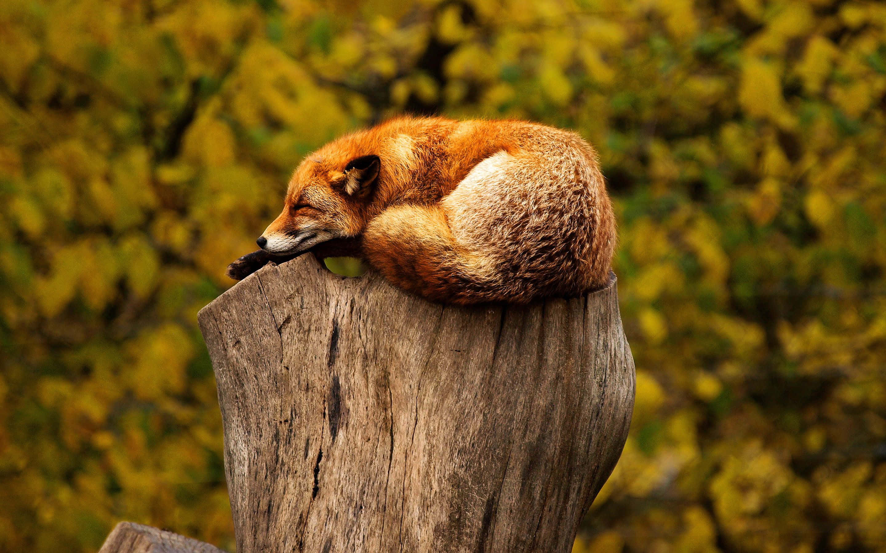 Wild Animals 桌布 壁紙 — 一隻紅狐蜷縮在風化的樹樁上睡覺，背景是金色的秋葉。