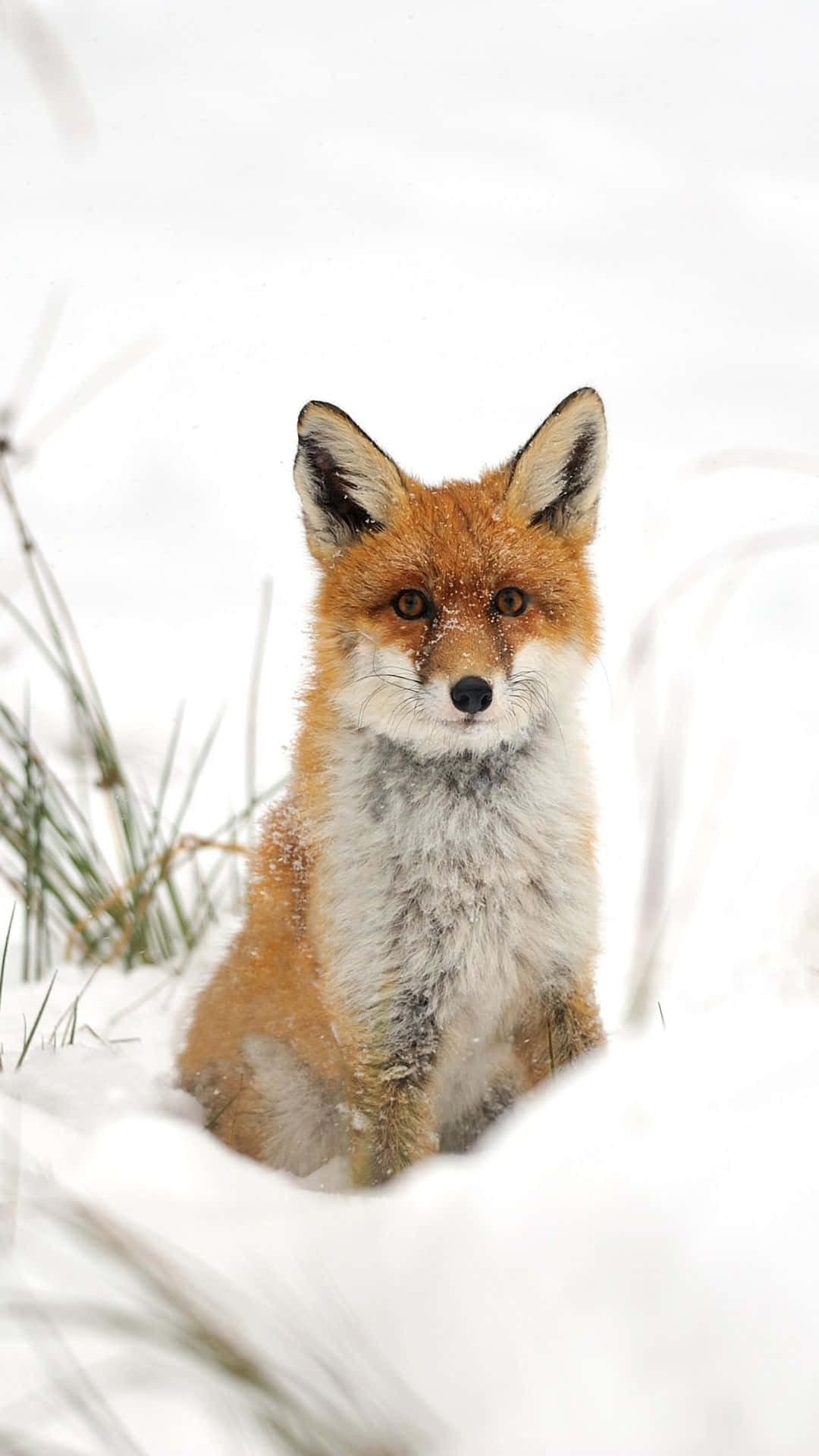 Cool Fox 桌布 壁紙 — 一隻紅狐警覺地坐在深雪中，爪子周圍有結霜的草。