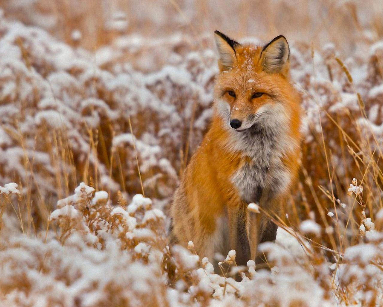 狐狸 桌布 壁紙 — 一隻紅狐警覺地坐在灑滿雪花的金色草叢中，沐浴在柔和冬日陽光下。