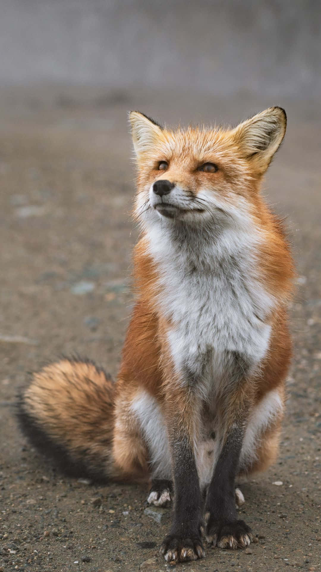 Cool Fox 桌布 壁紙 — 一隻紅狐警覺地坐在碎石地上，柔軟的毛髮和警覺的眼睛在自然光下清晰可見。