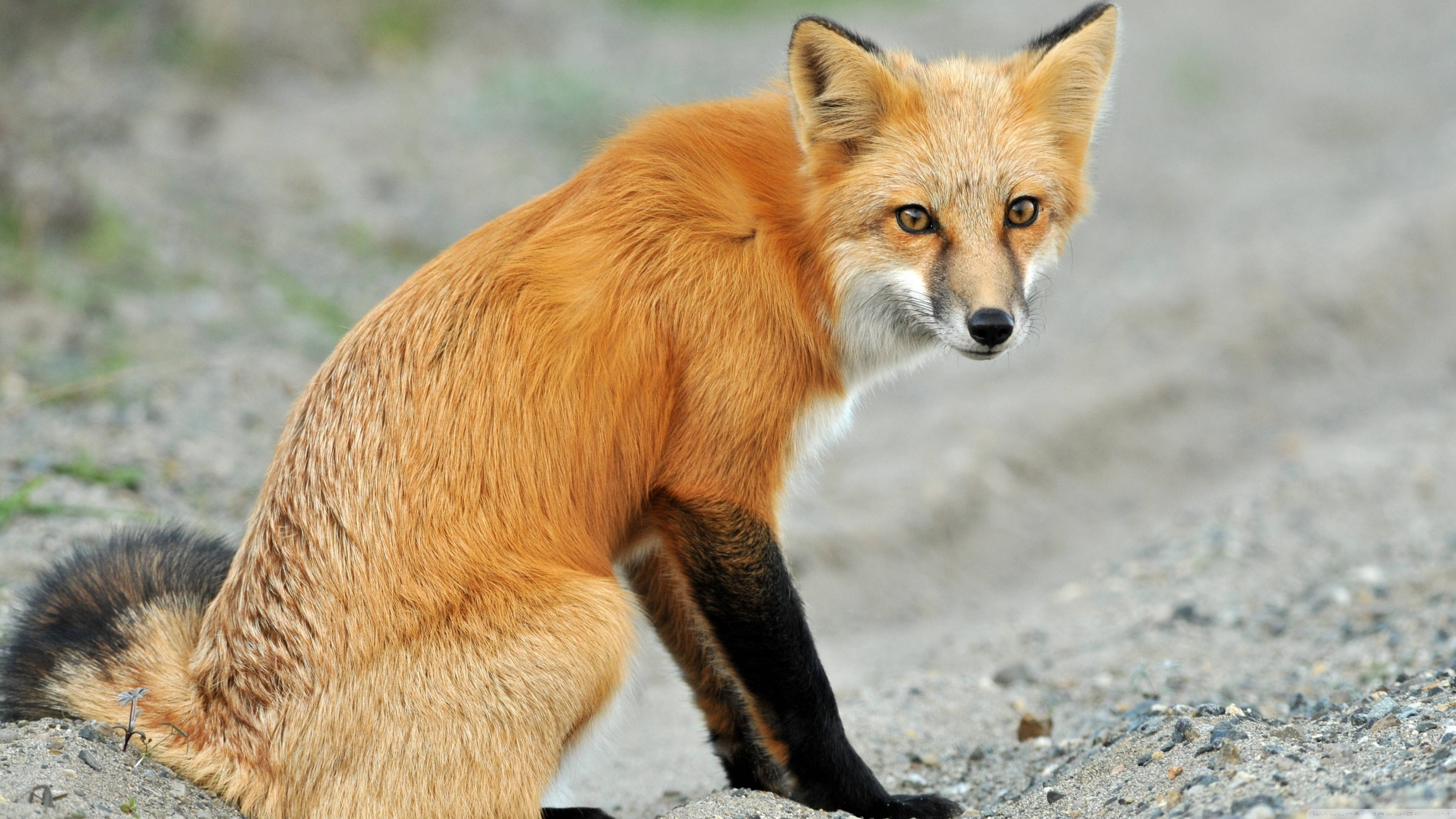 red fox 桌布 壁紙 — 一隻紅狐警覺地坐在礫石上，其橙色毛皮與黑色腿和蓬鬆尾巴形成對比，專注地向前凝視。